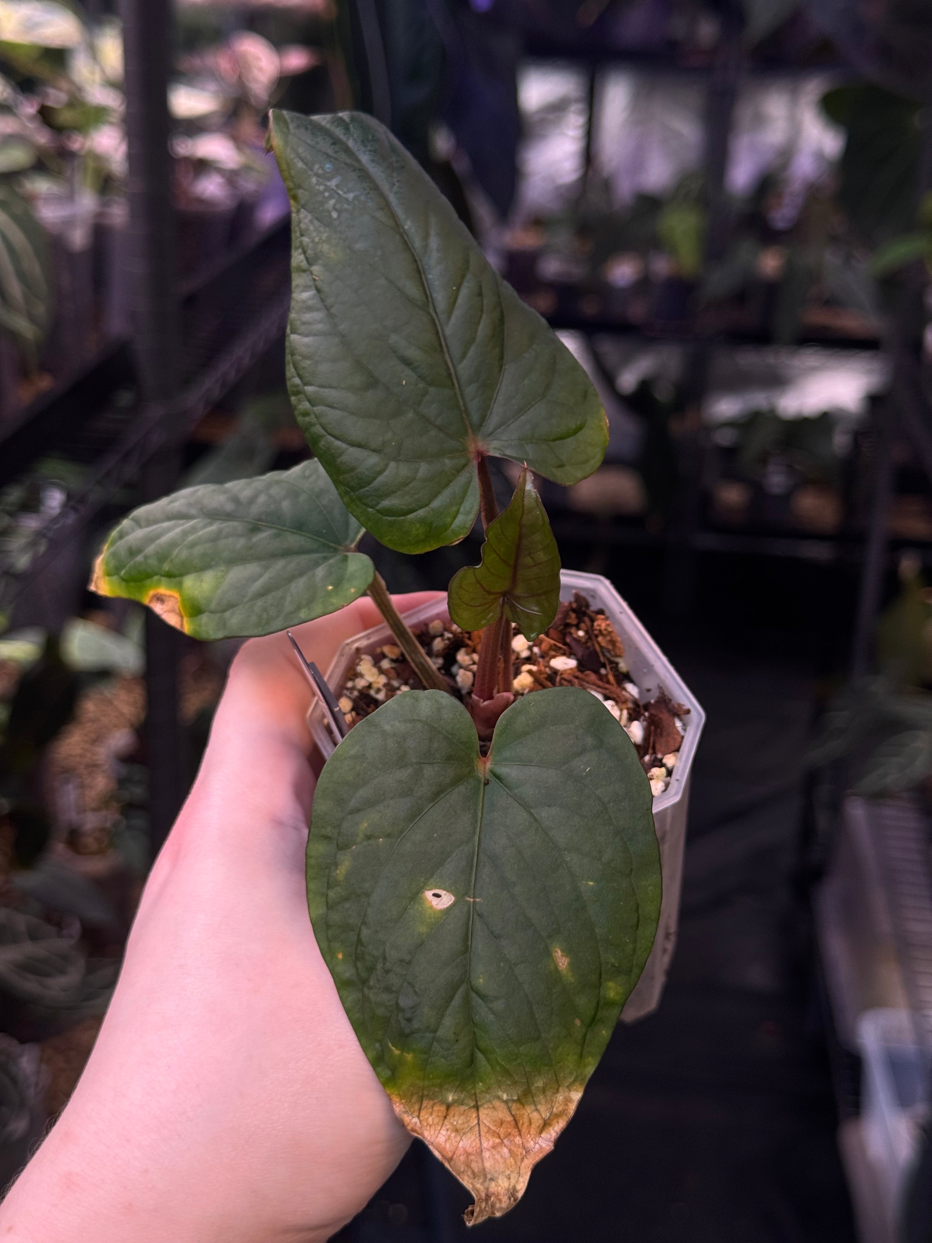 NFS: Anthurium Kunayalense F1