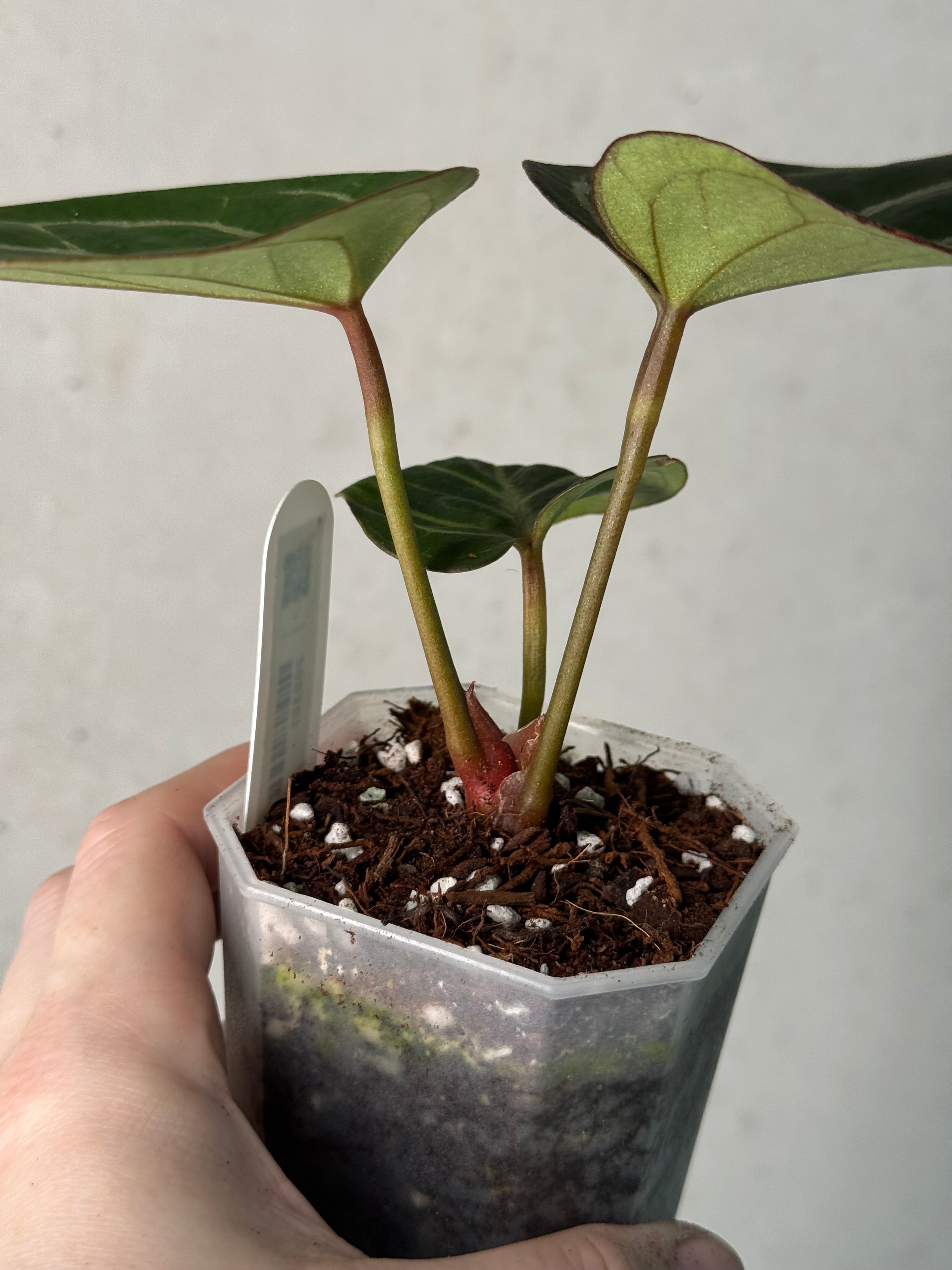 Anthurium HU x Red Crystallinum - Clone