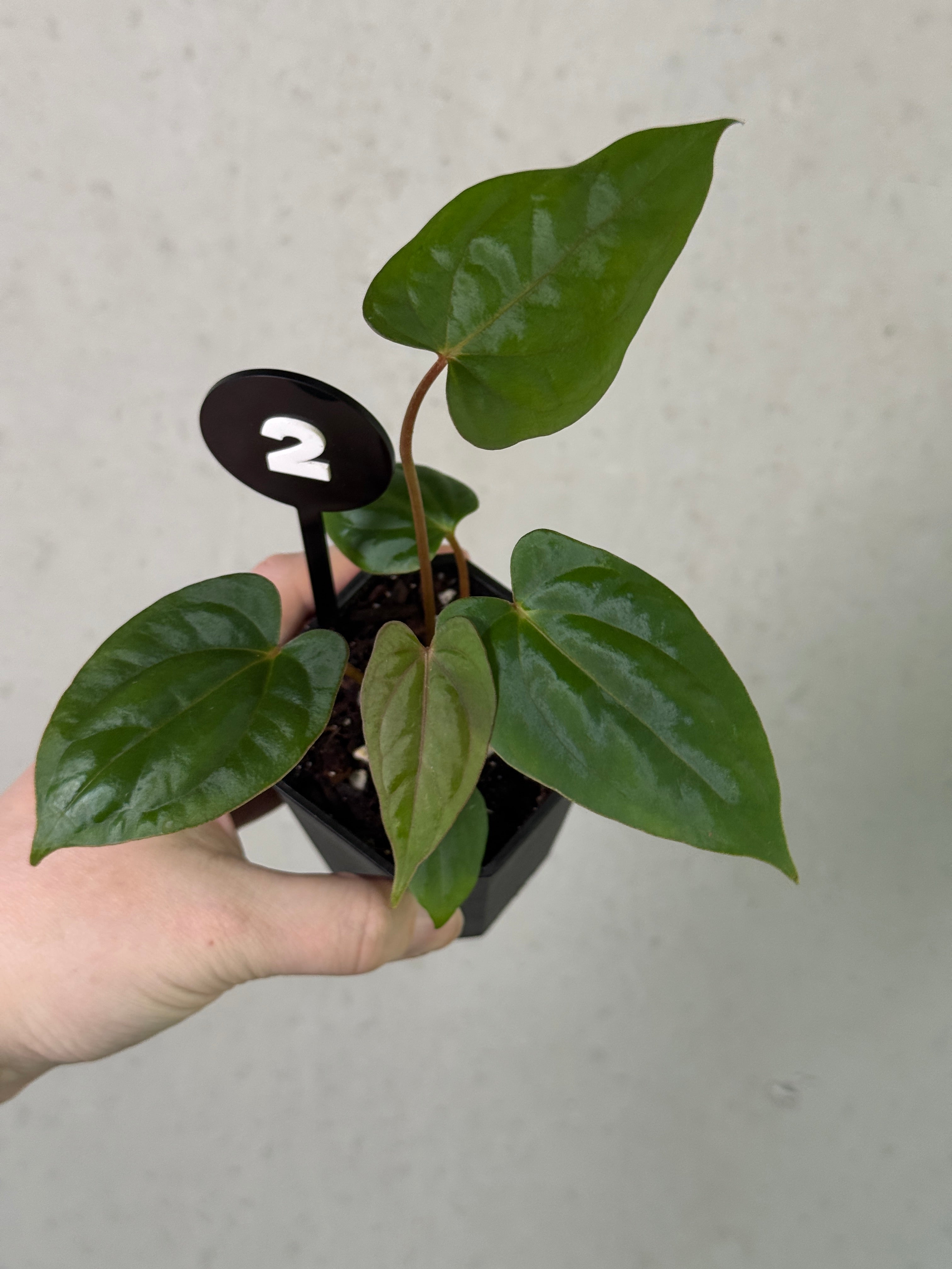 Crystallinaminum Anthurium 'Widowmaker' plant with glossy green leaves and vibrant red flowers, potted and healthy.