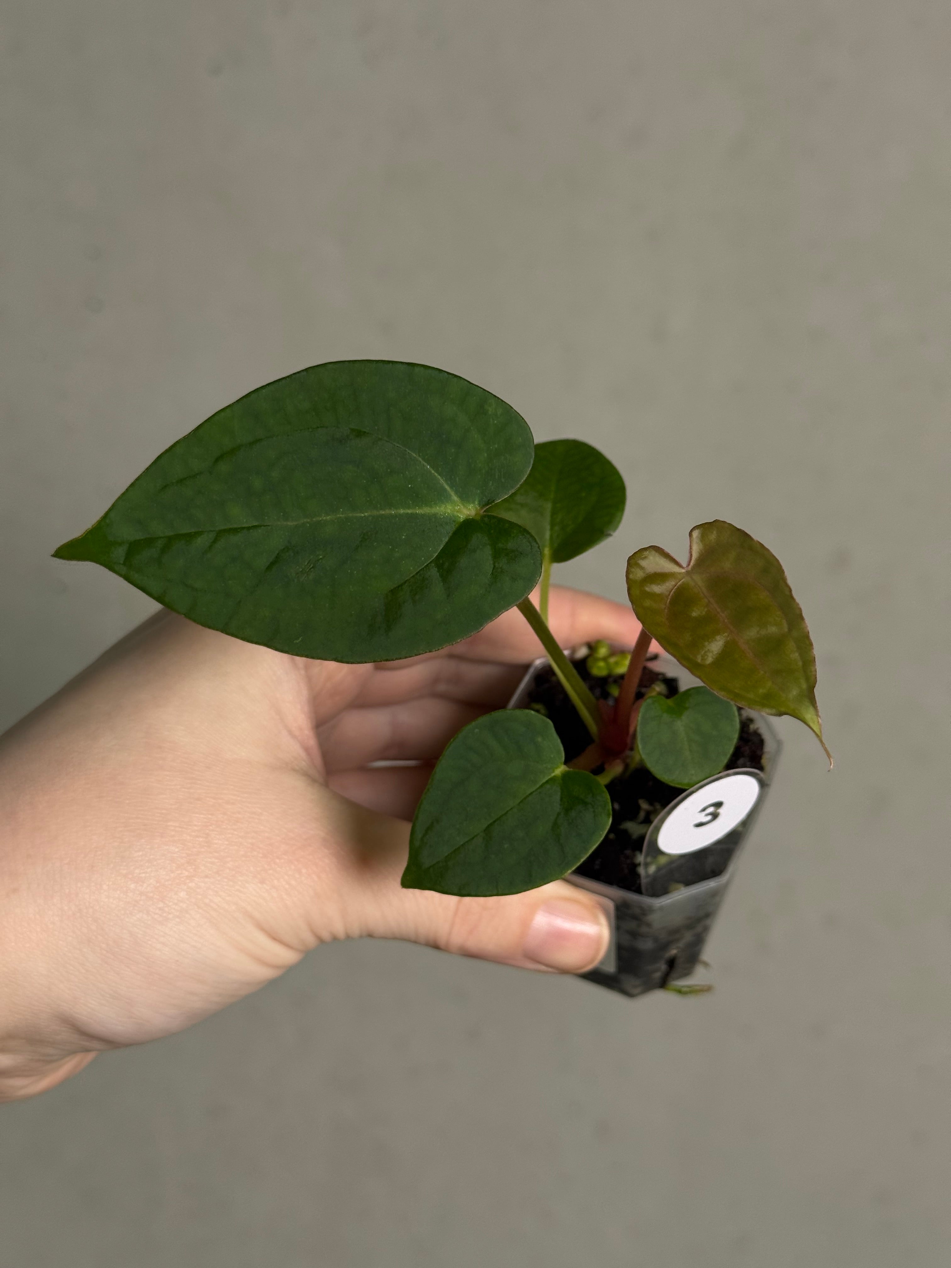 Anthurium (Blue Papillilaminum x Forgetii) x (Papillilaminum XOne x XOne) - SMUKHI