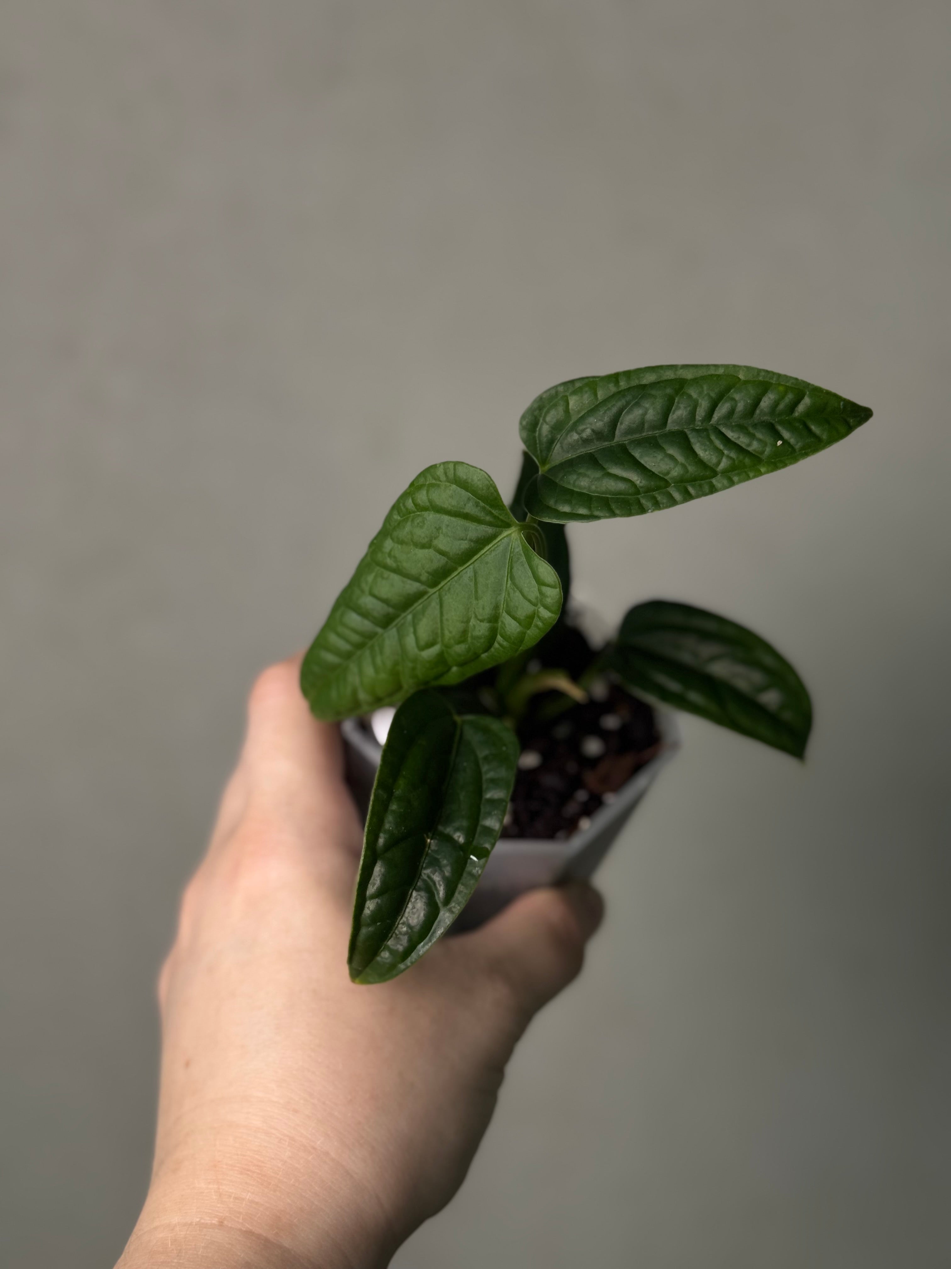 Anthurium Lappoanum S1