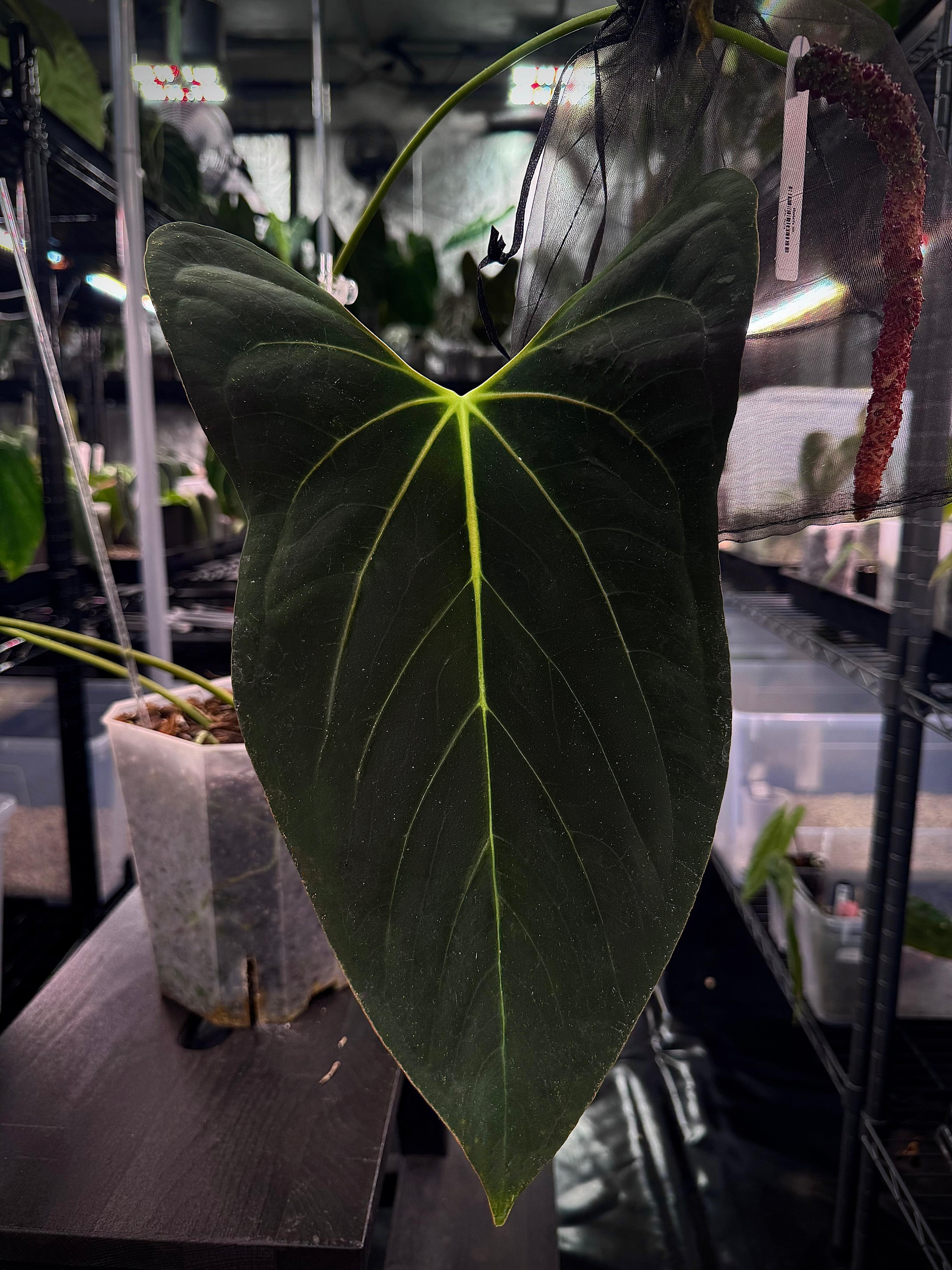 その他観葉植物 Anthurium papillilaminum Anthurium (Papillilaminum 'Marie' x 'IL') x Indo Portillae or self