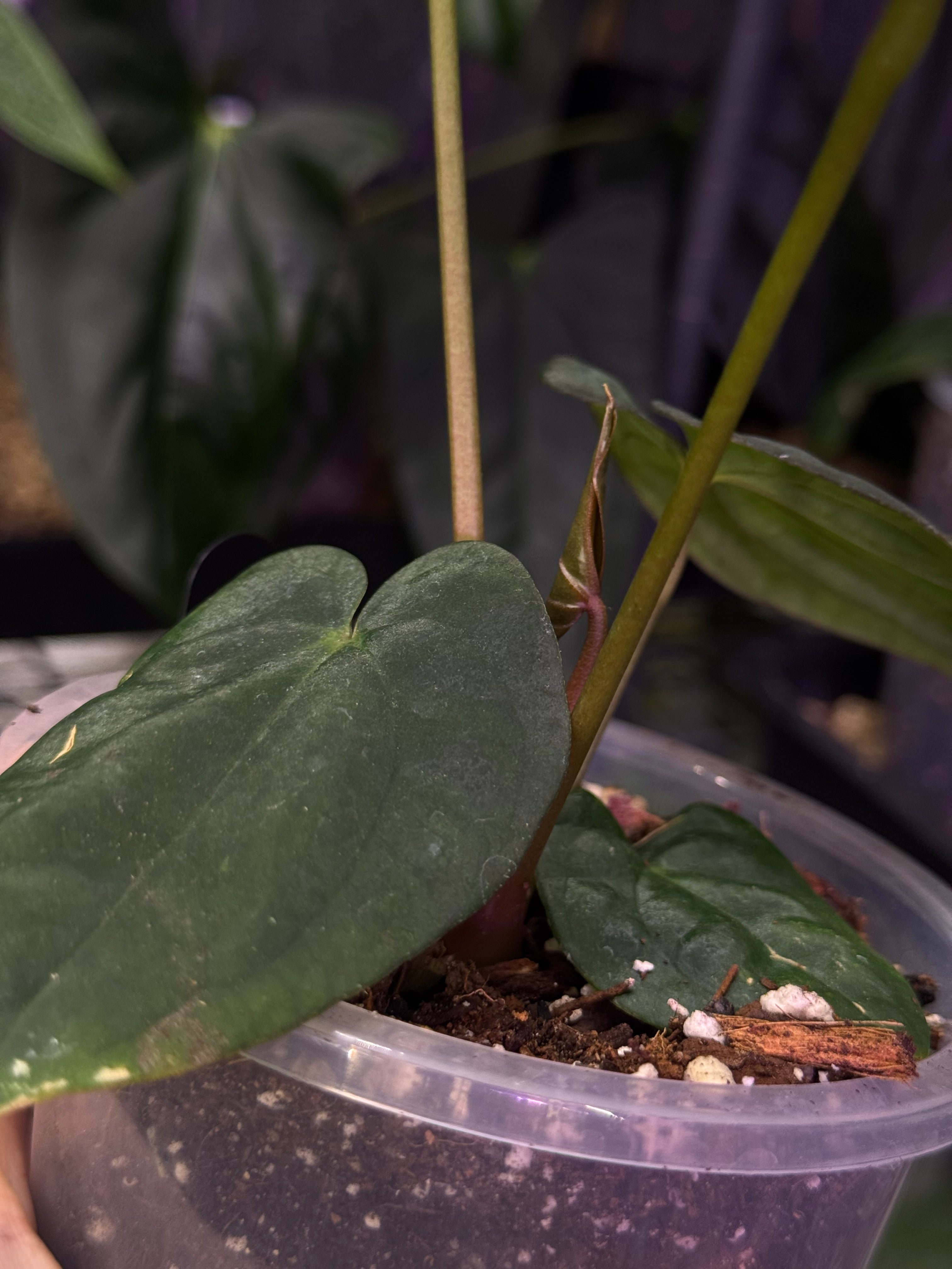 NFS: Anthurium Antolakii / BVEP (Round x Felix) x Felix #1