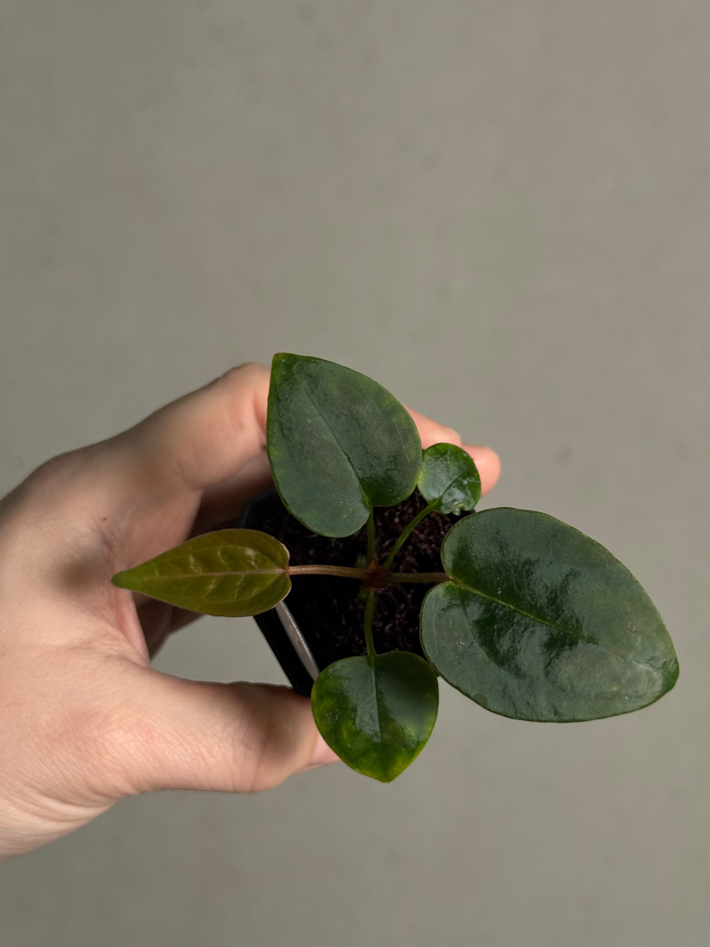 Anthurium Tim Anderson ‘Stripey’ x Portillae ‘Dorito’ - SMUKHI
