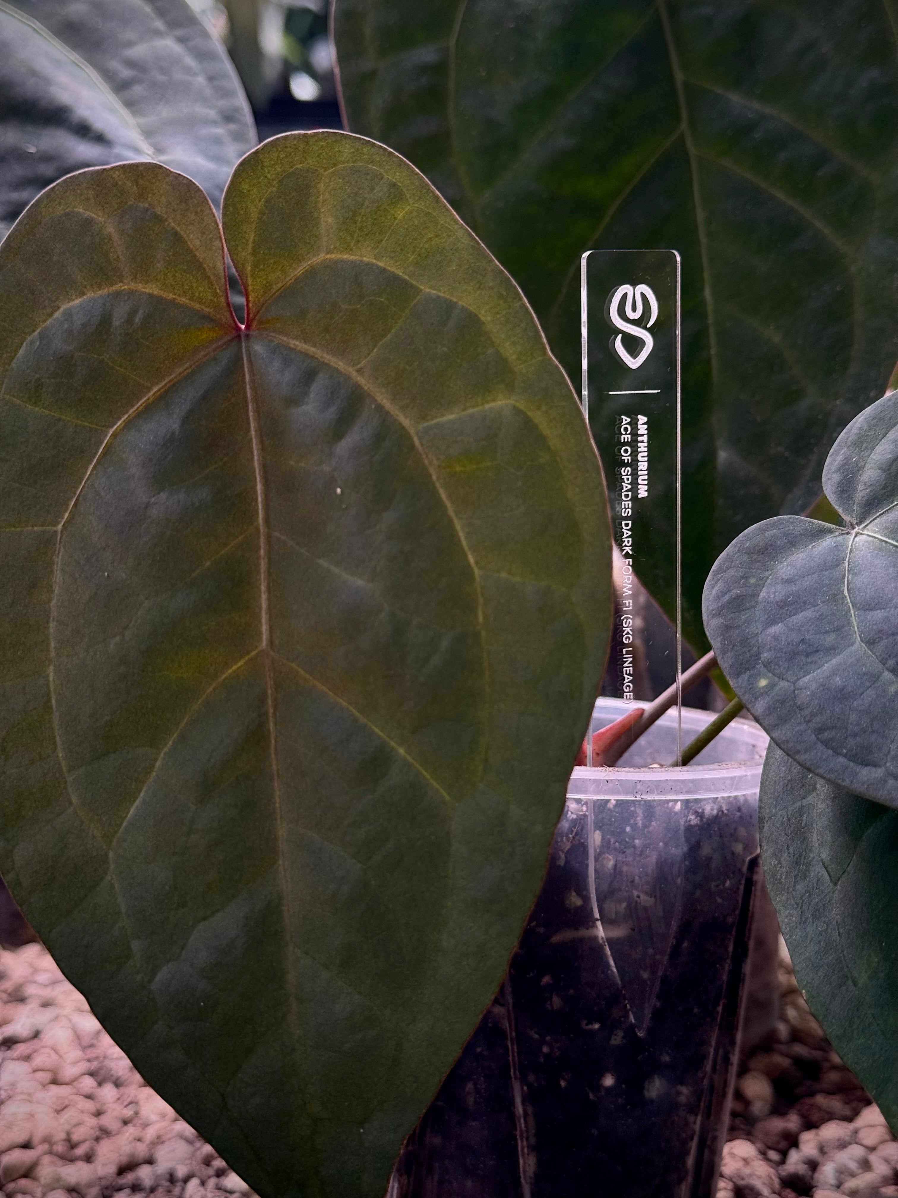 Premium SMUKHI Plant Tag - Engraved