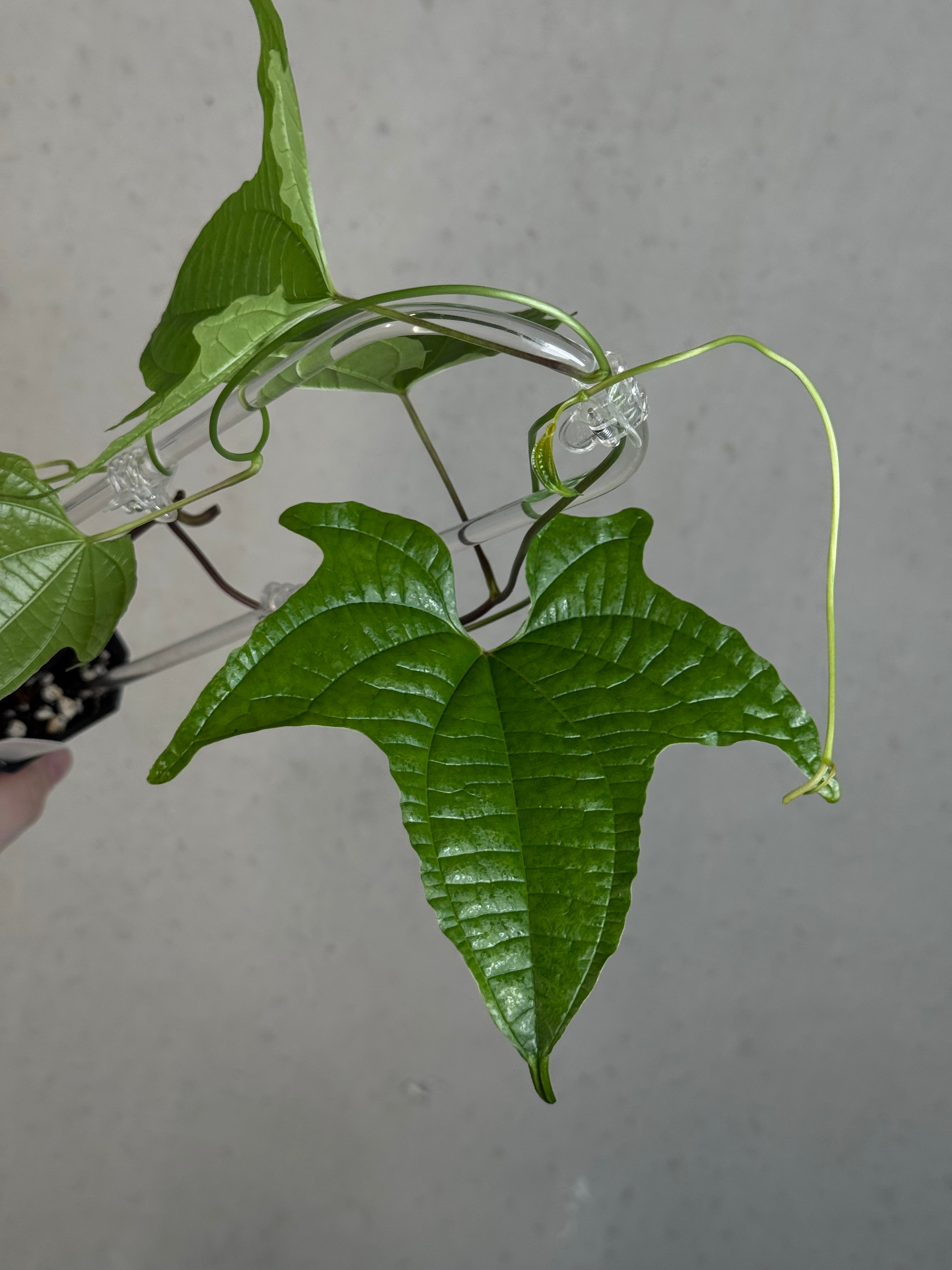 Dioscorea Sansibarensis