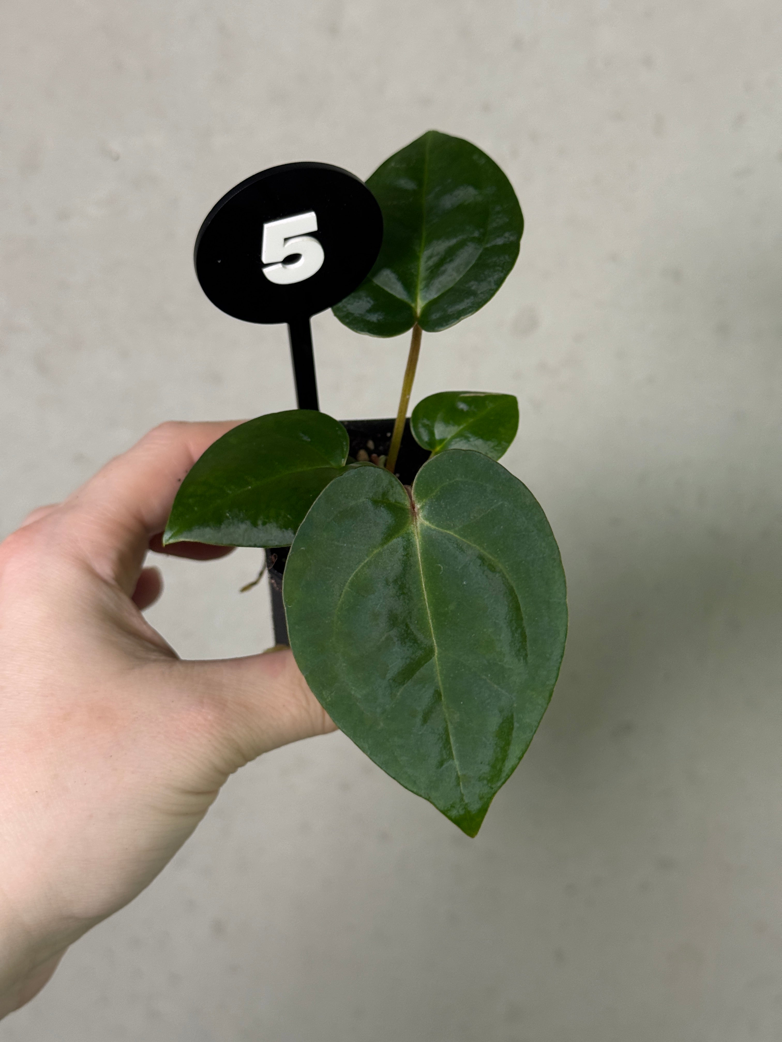 Anthurium Michelle x (?)