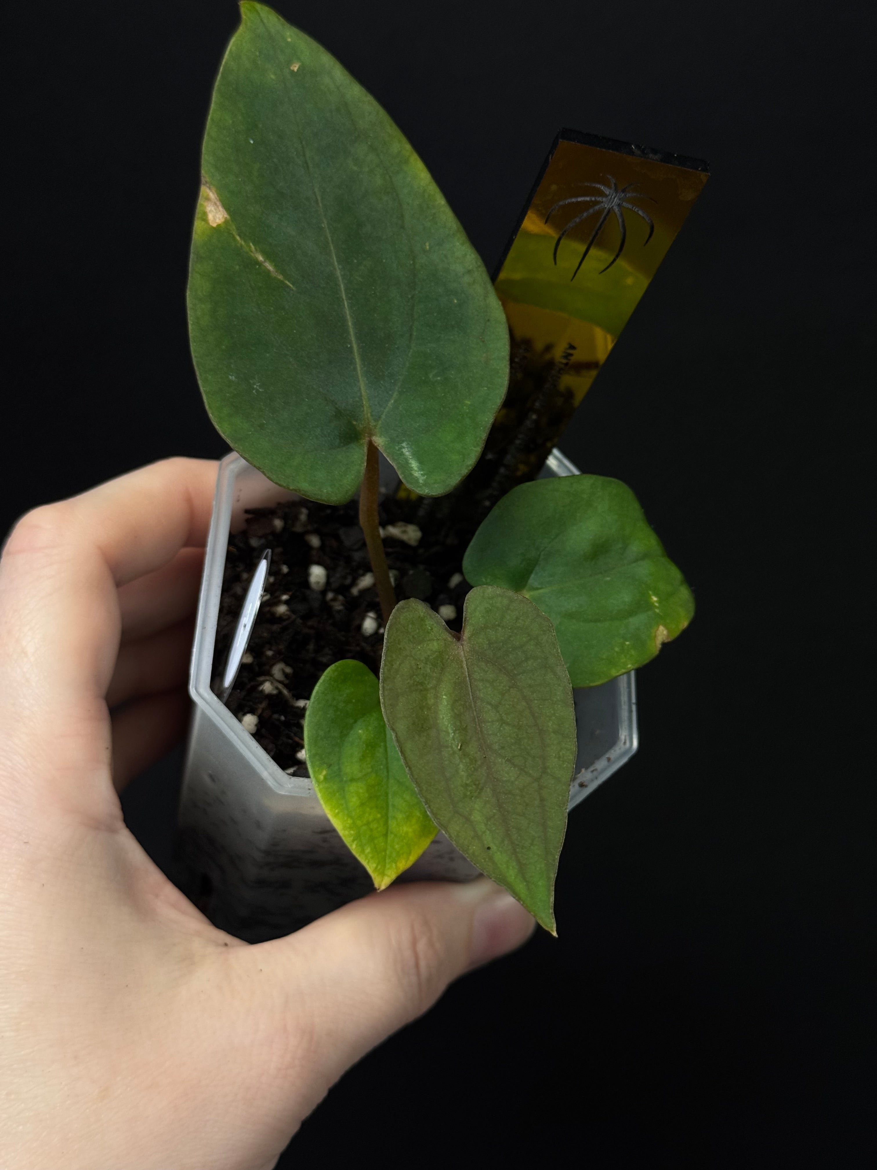 Anthurium Dressleri RG F2 ‘Dark Clone’ x Carlablackiae GPH-001