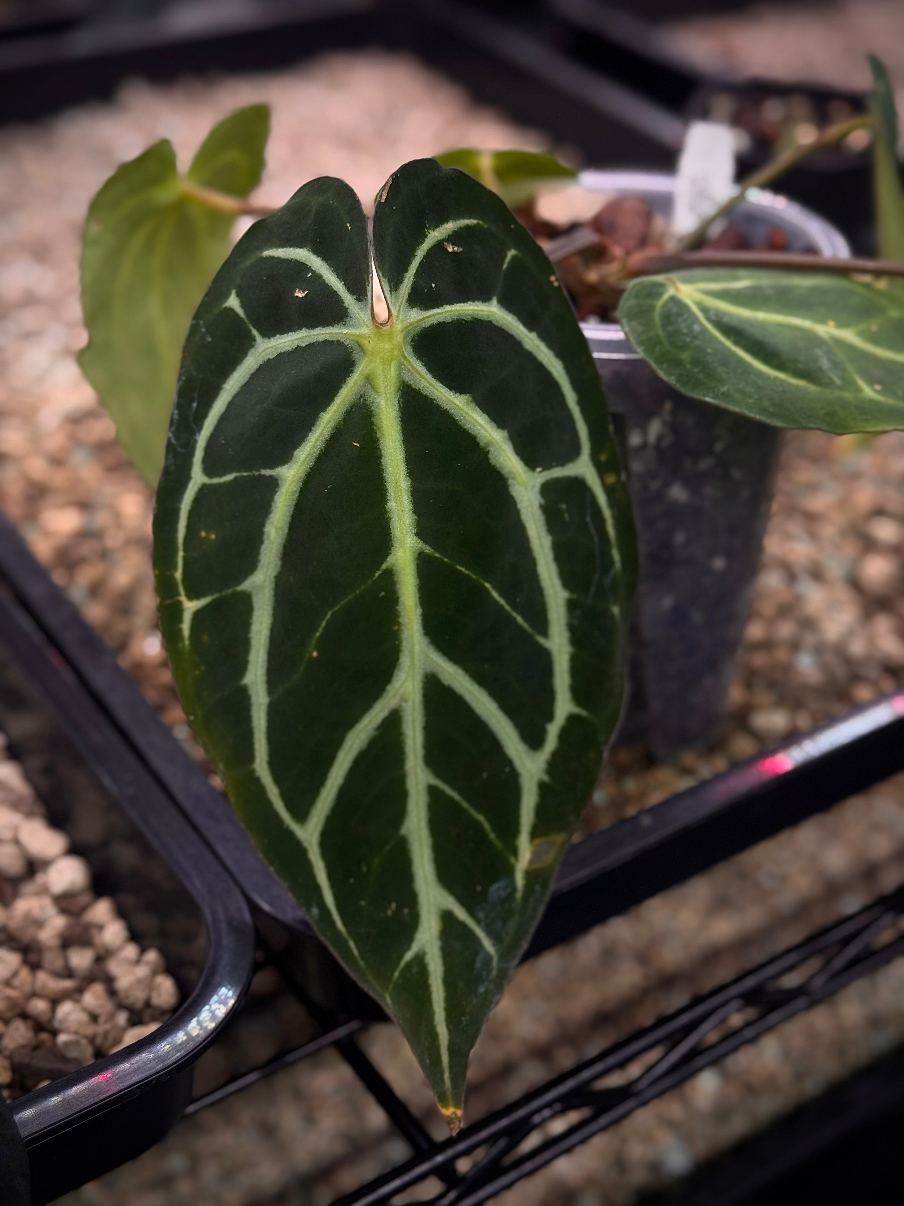 NFS: Anthurium Carlablackiae WU2 S1