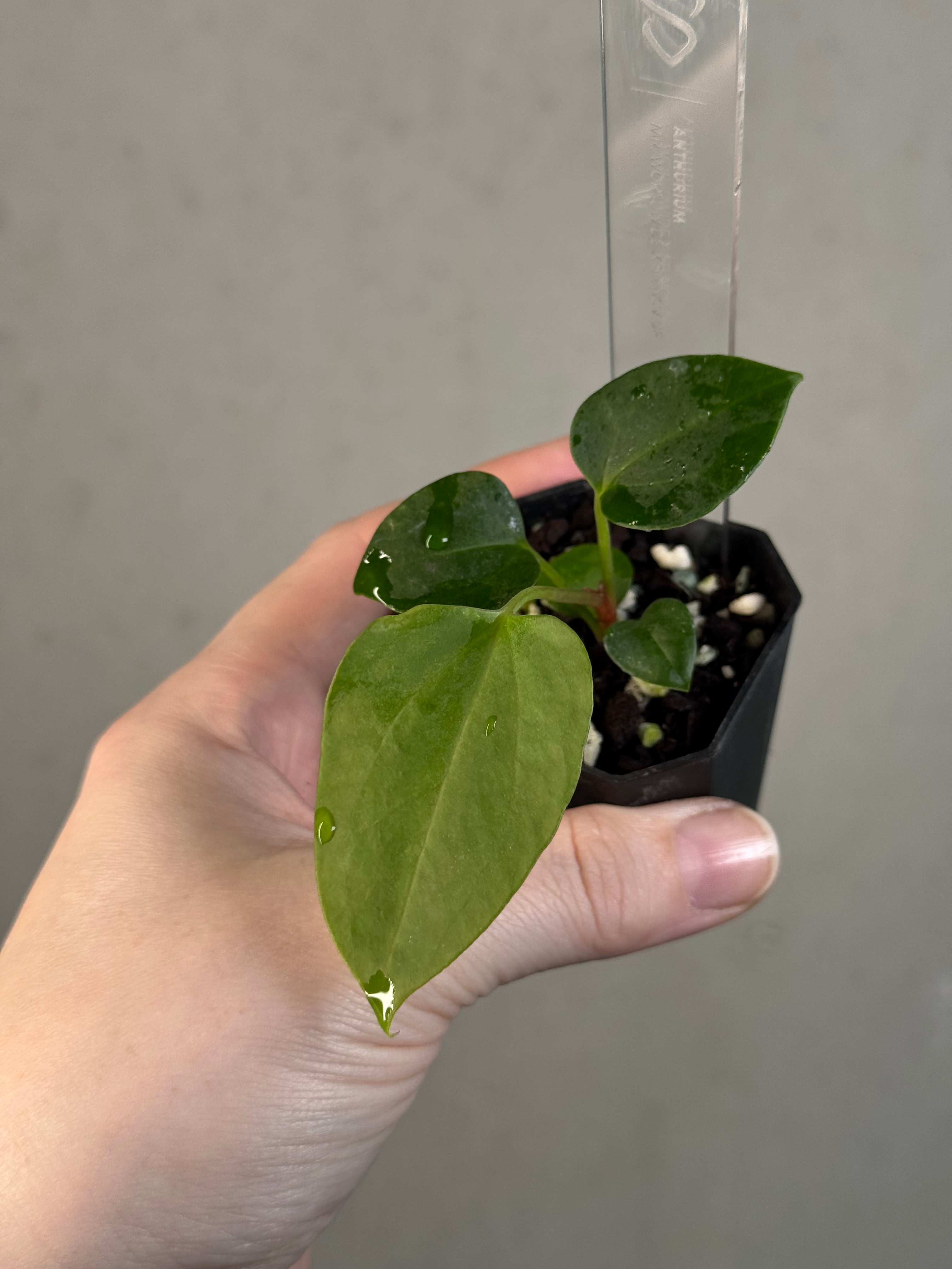 Anthurium Mr. Worldwide x sp. Nov DF