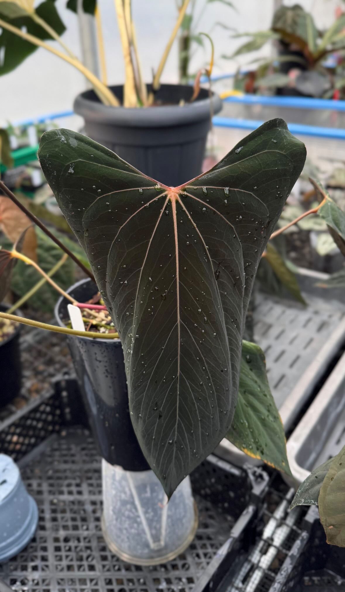 NFS: Anthurium RLxFS F2 - Rare Finds for Refined Collections | SMUKHI