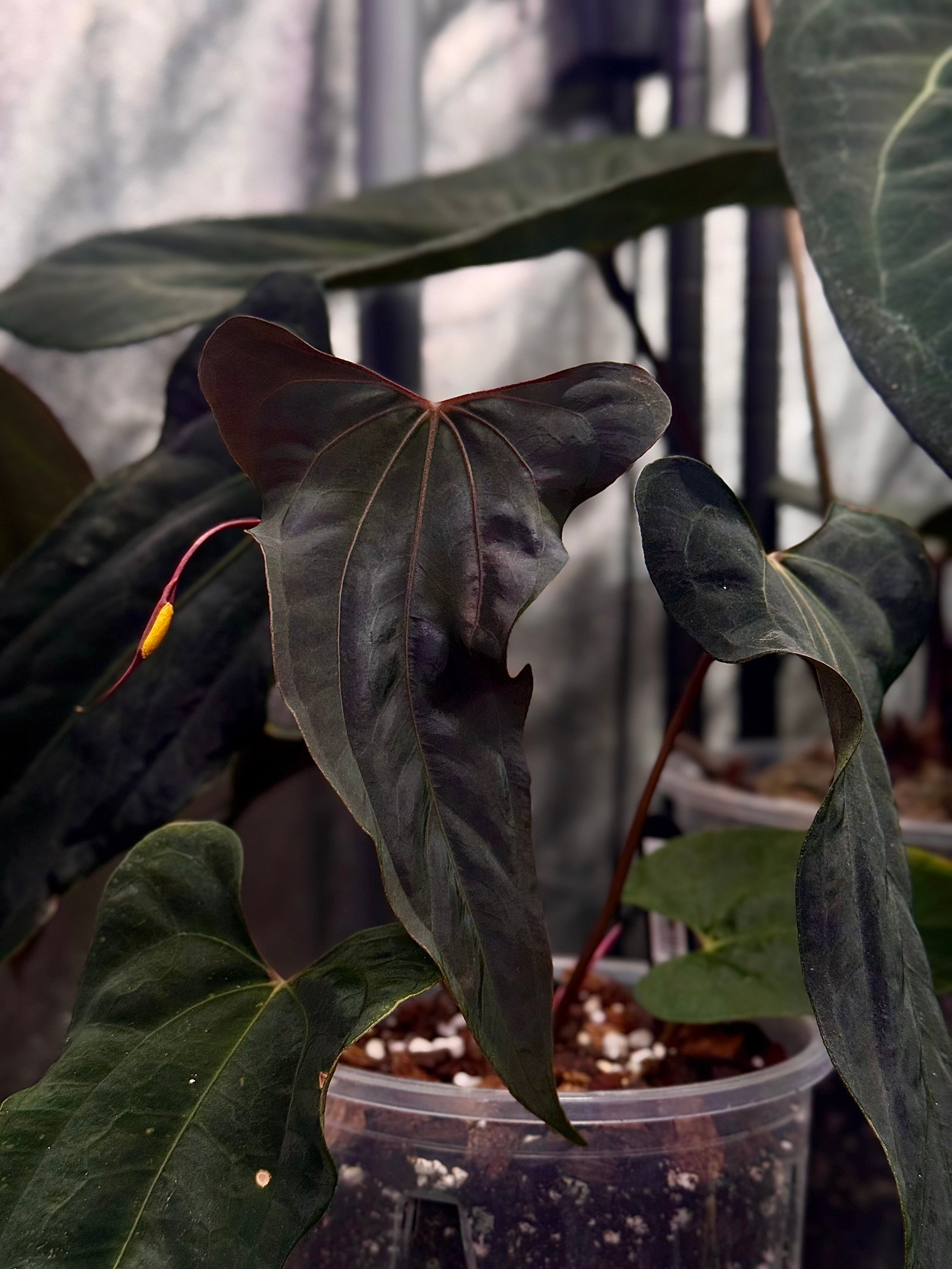 NFS: Anthurium Ralph Lynam x self