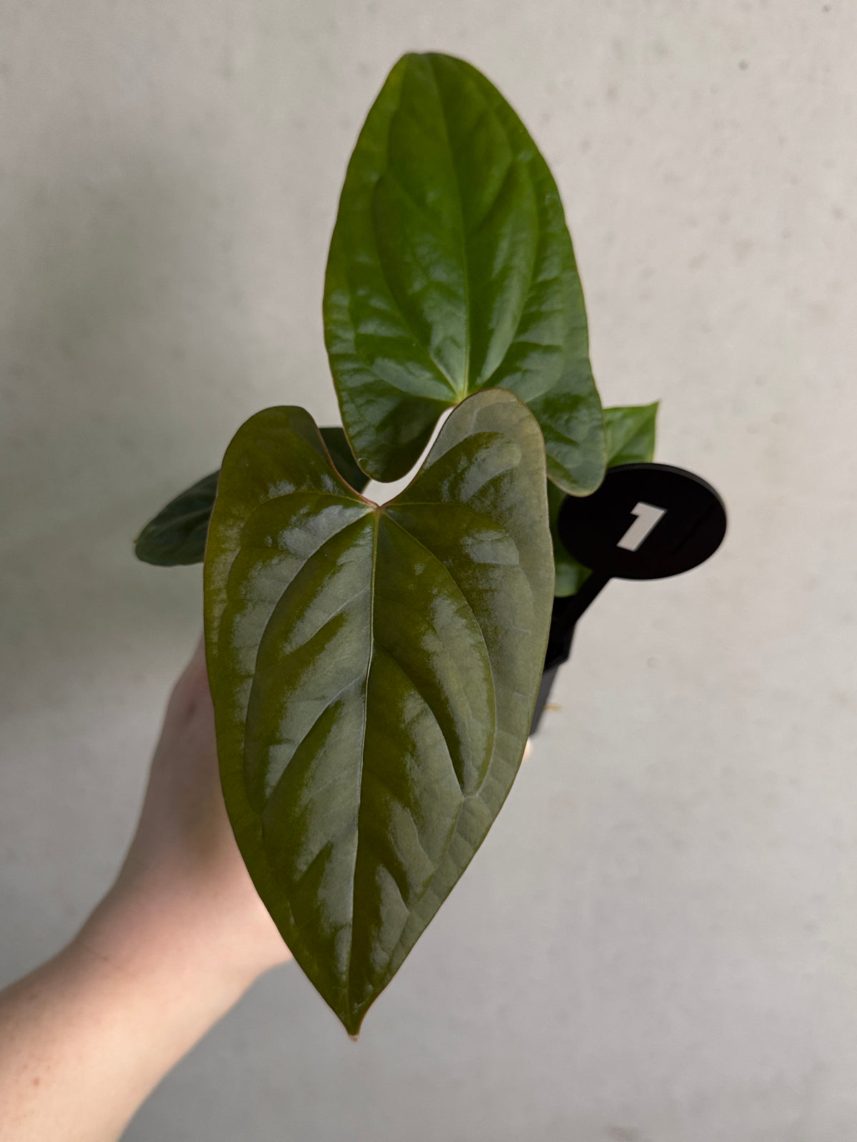 Smukhi Anthurium plant, value grade, with glossy green leaves and vibrant red flowers, indoor decorative houseplant.