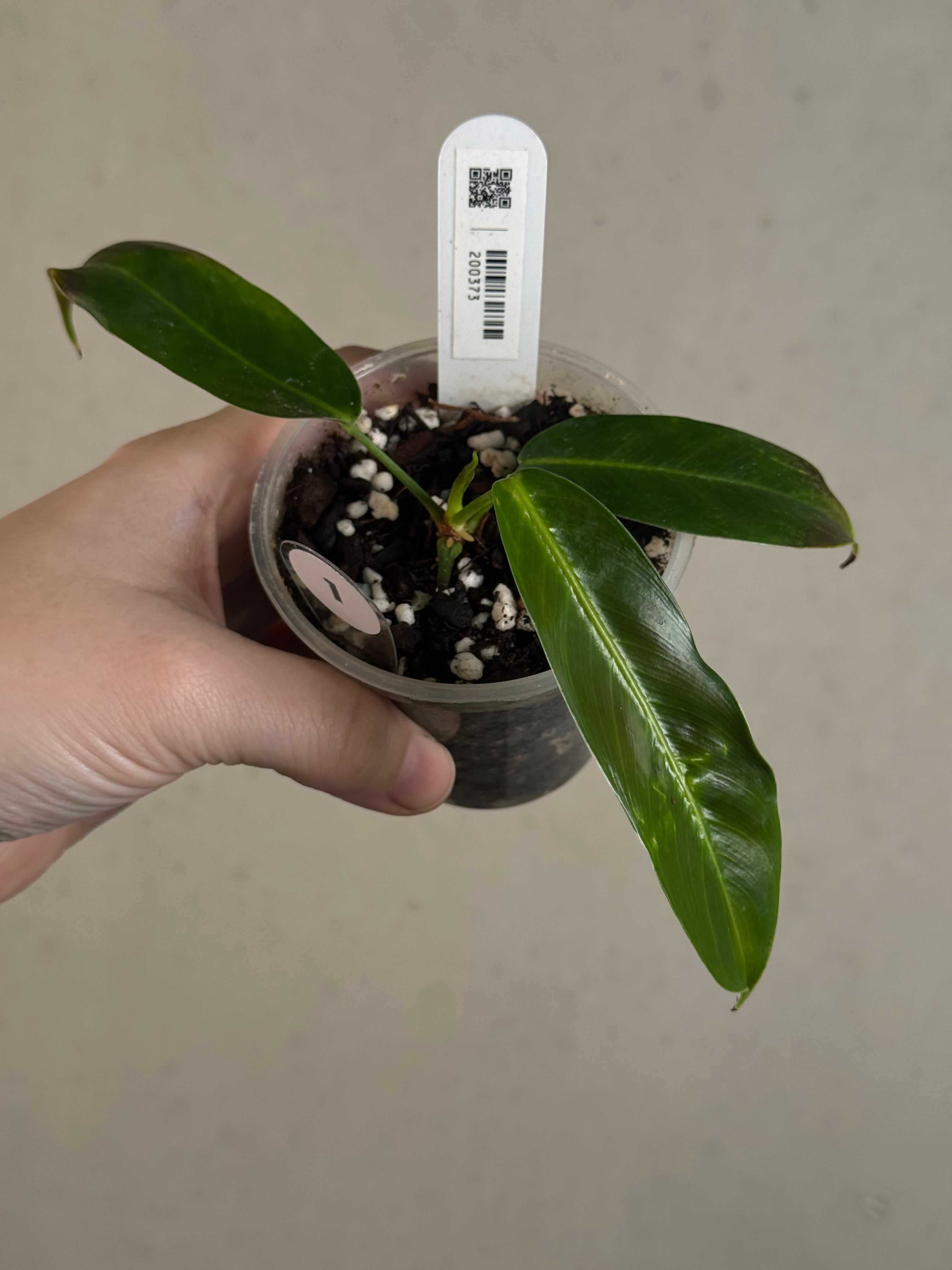 B-Grade/Sad Plants - Various Plants