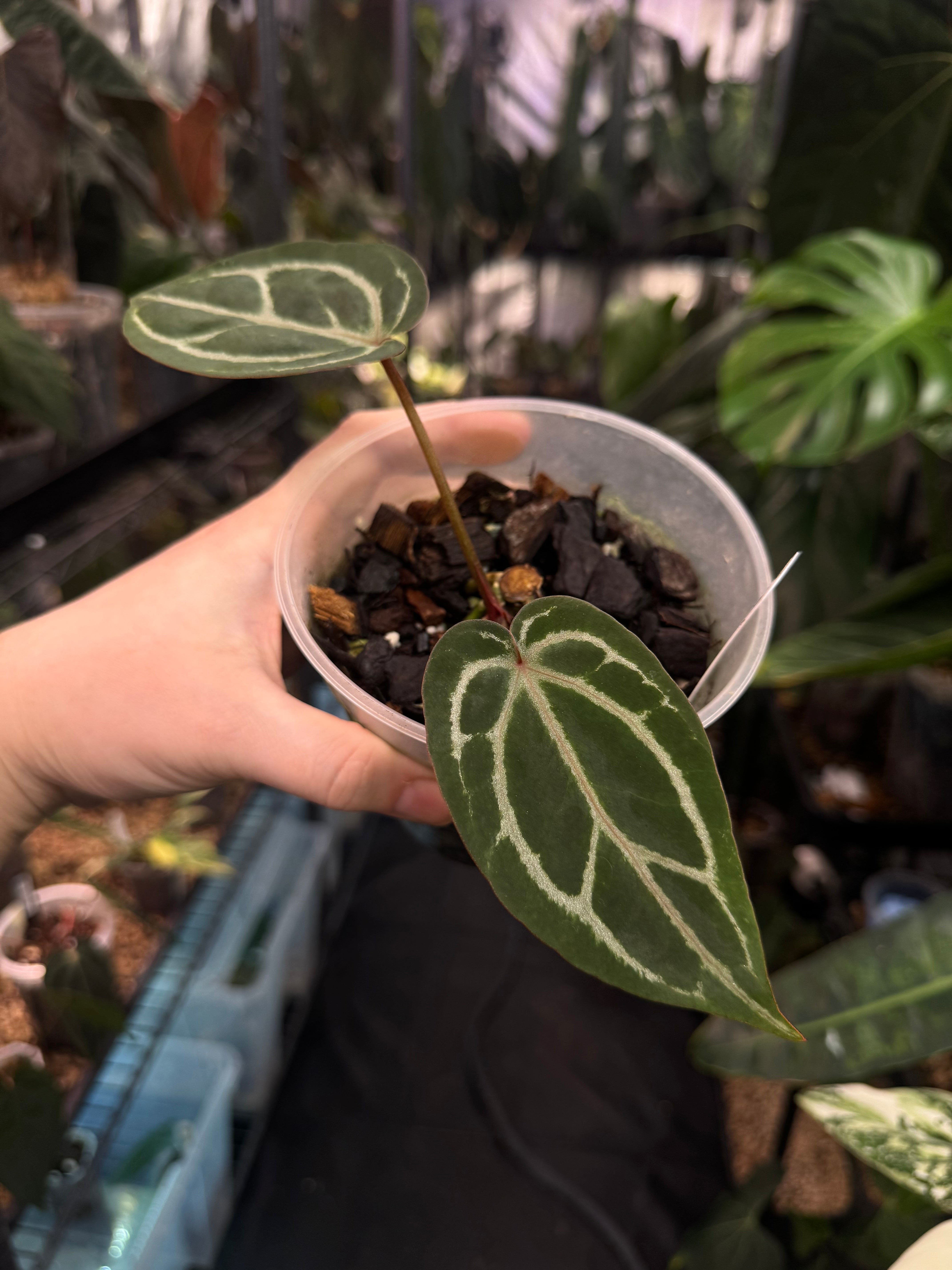 Anthurium Red Crystallinum x self - SMUKHI