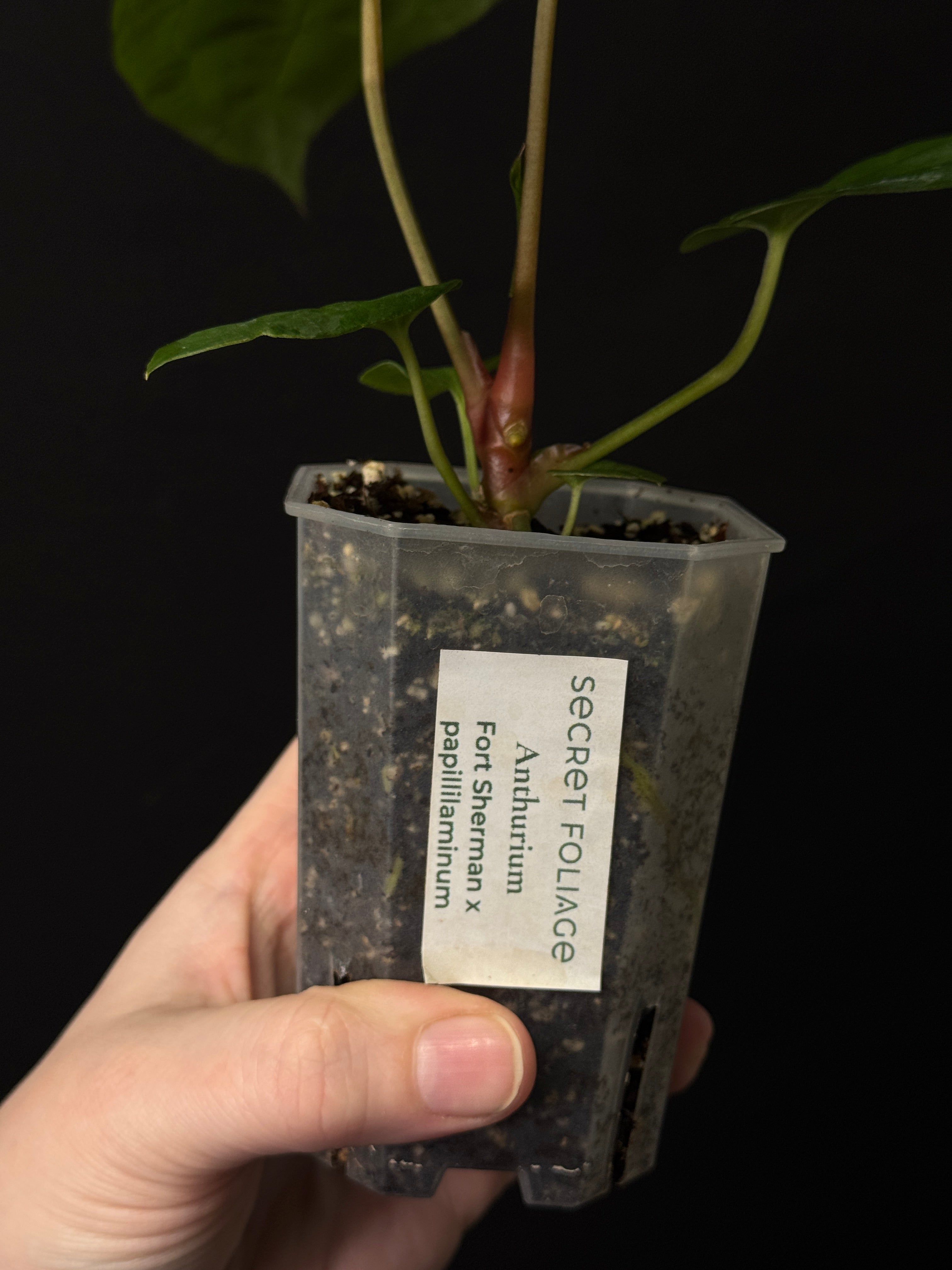 Anthurium Fort Sherman x Papillilaminum