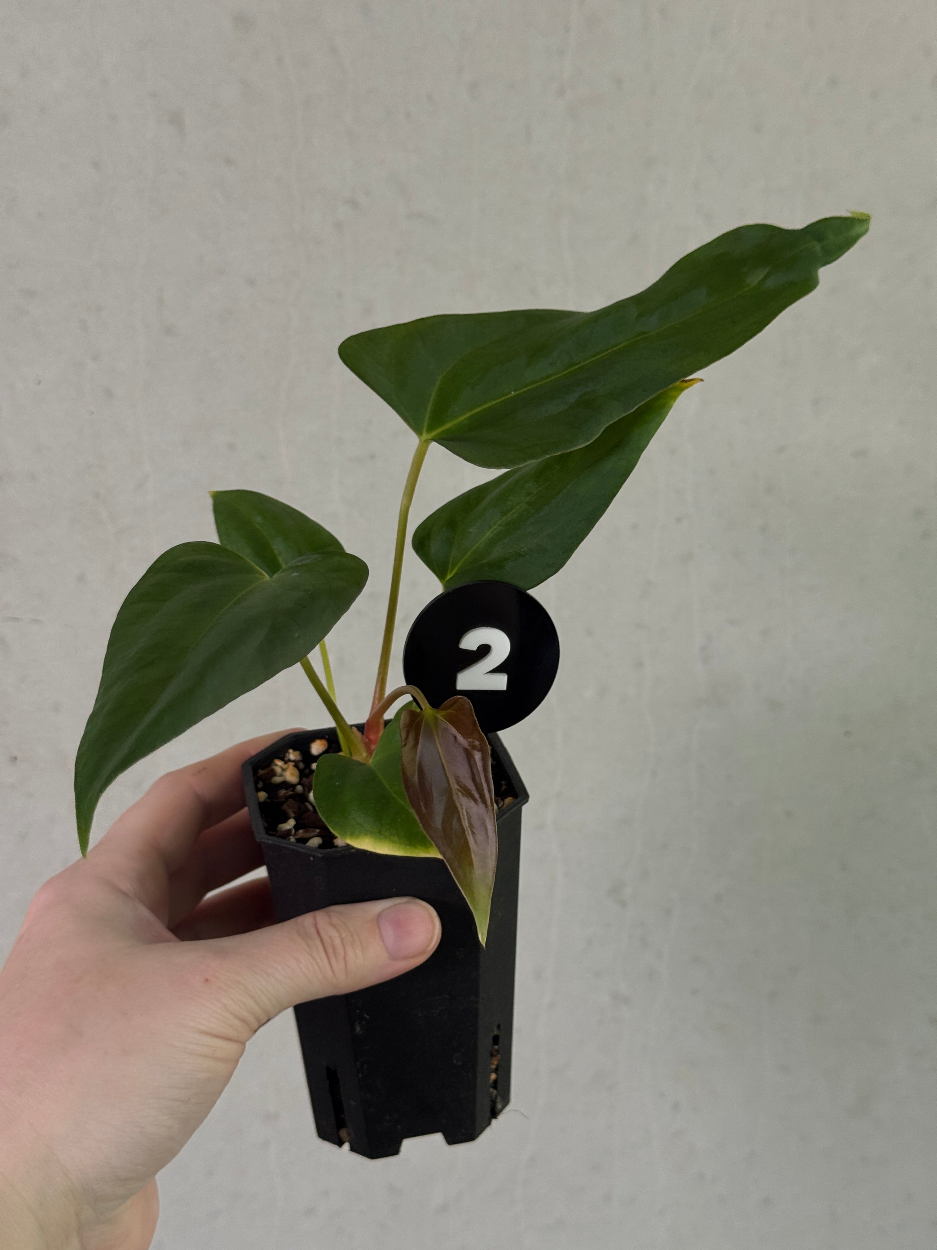 Anthurium plant with glossy green leaves and colorful flowers, a hybrid of Papillilaminum 'Marie' and Indo Portillae, by SMUKHI.