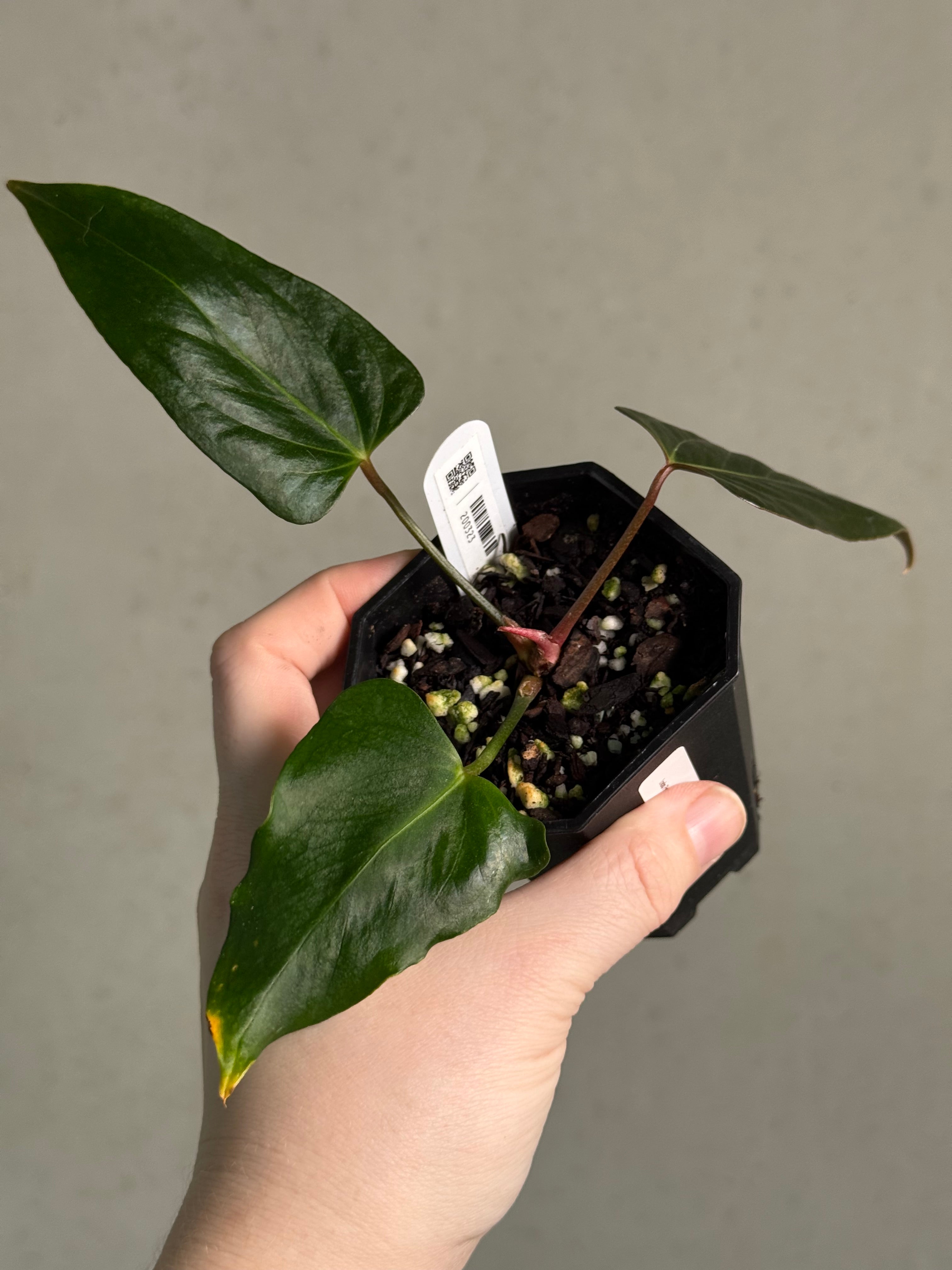 Anthurium Indo Portillae XDF x Indo Portillae - Clone - SMUKHI