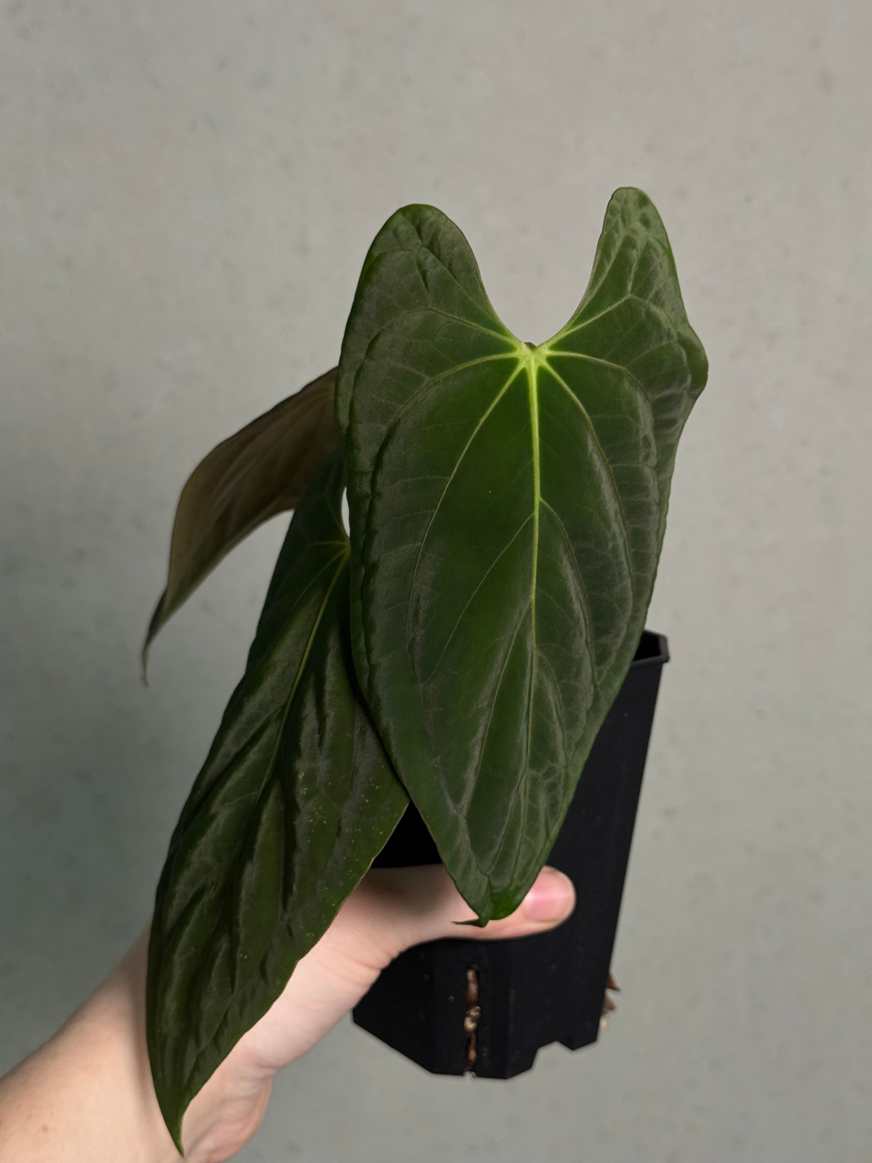 Anthurium RLxFS x Dark Phoenix | SMUKHI