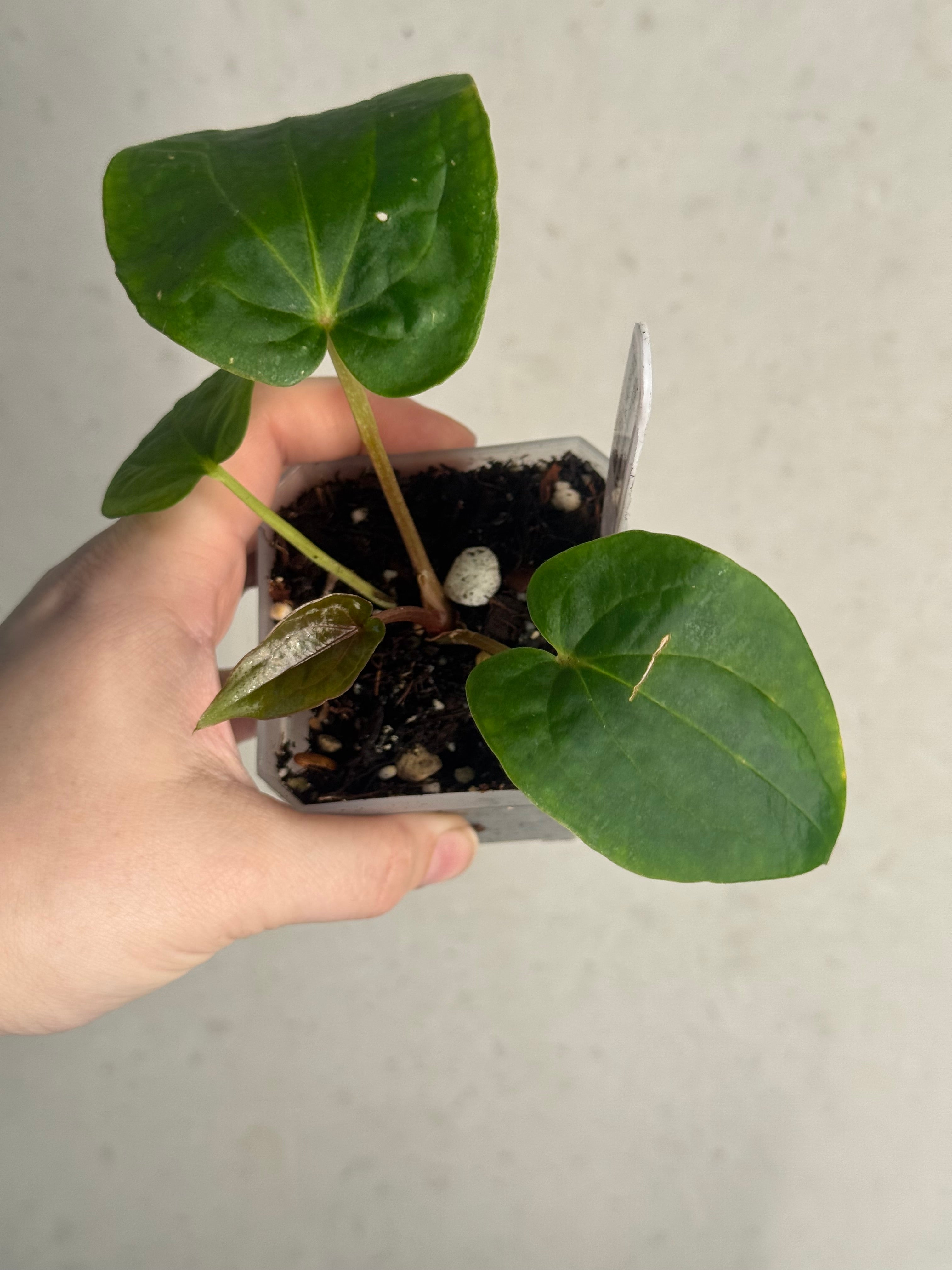 Anthurium Dressleri NSE 'Obsidian' x RG