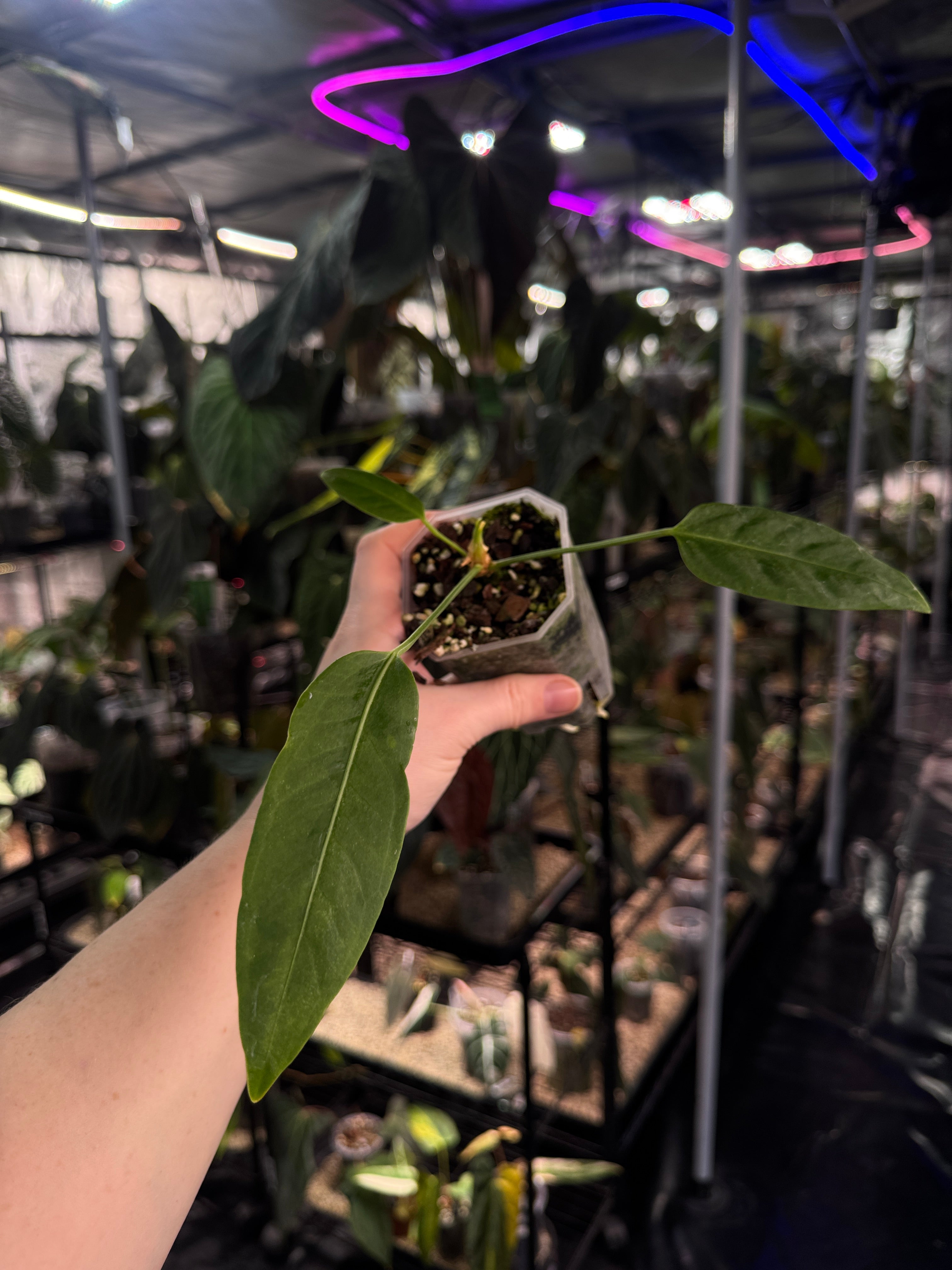 Anthurium sp. Morona x self - Slightly sad