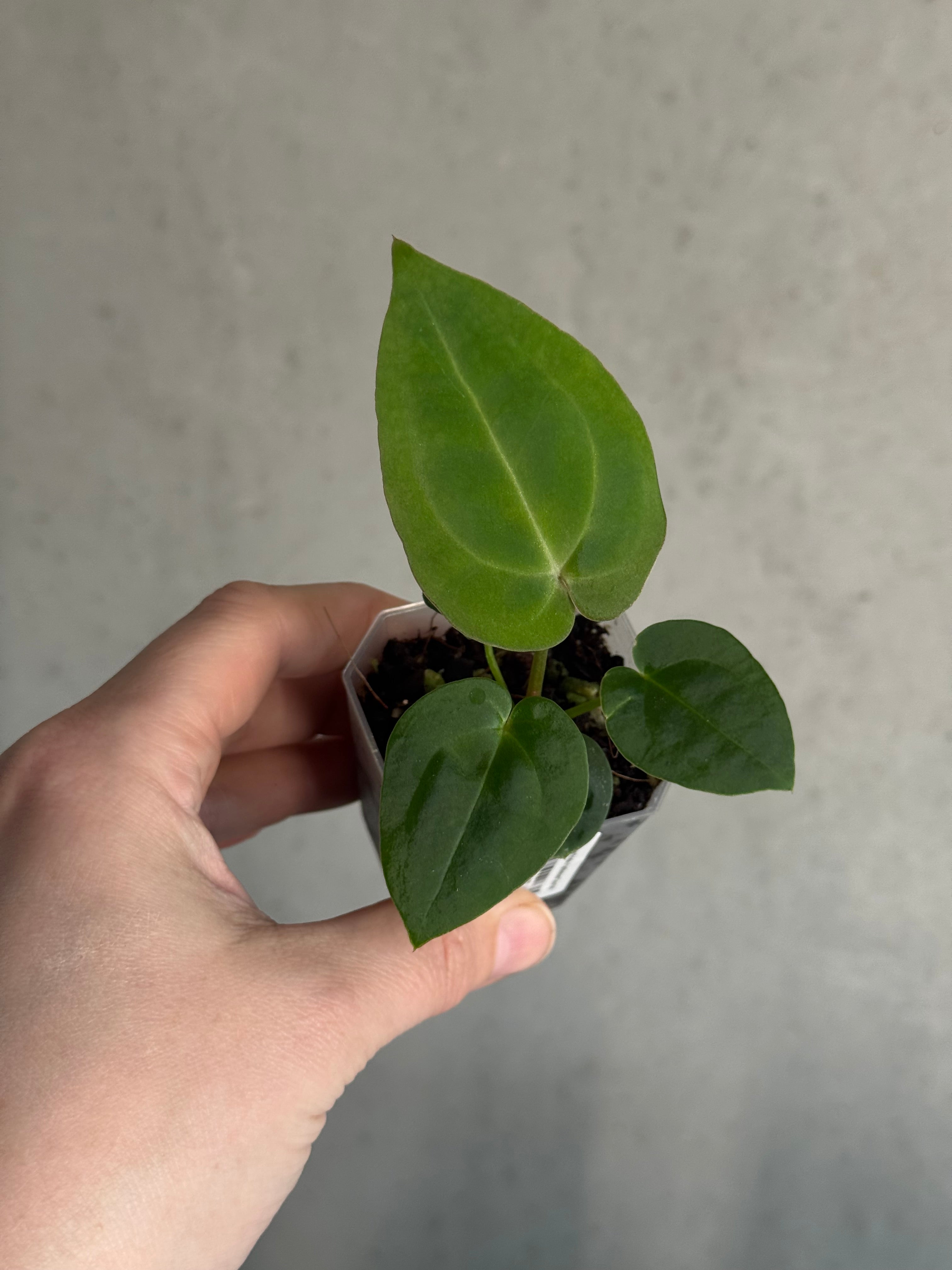 Anthurium Michelle x Papillilaminum ‘Guna Yala’