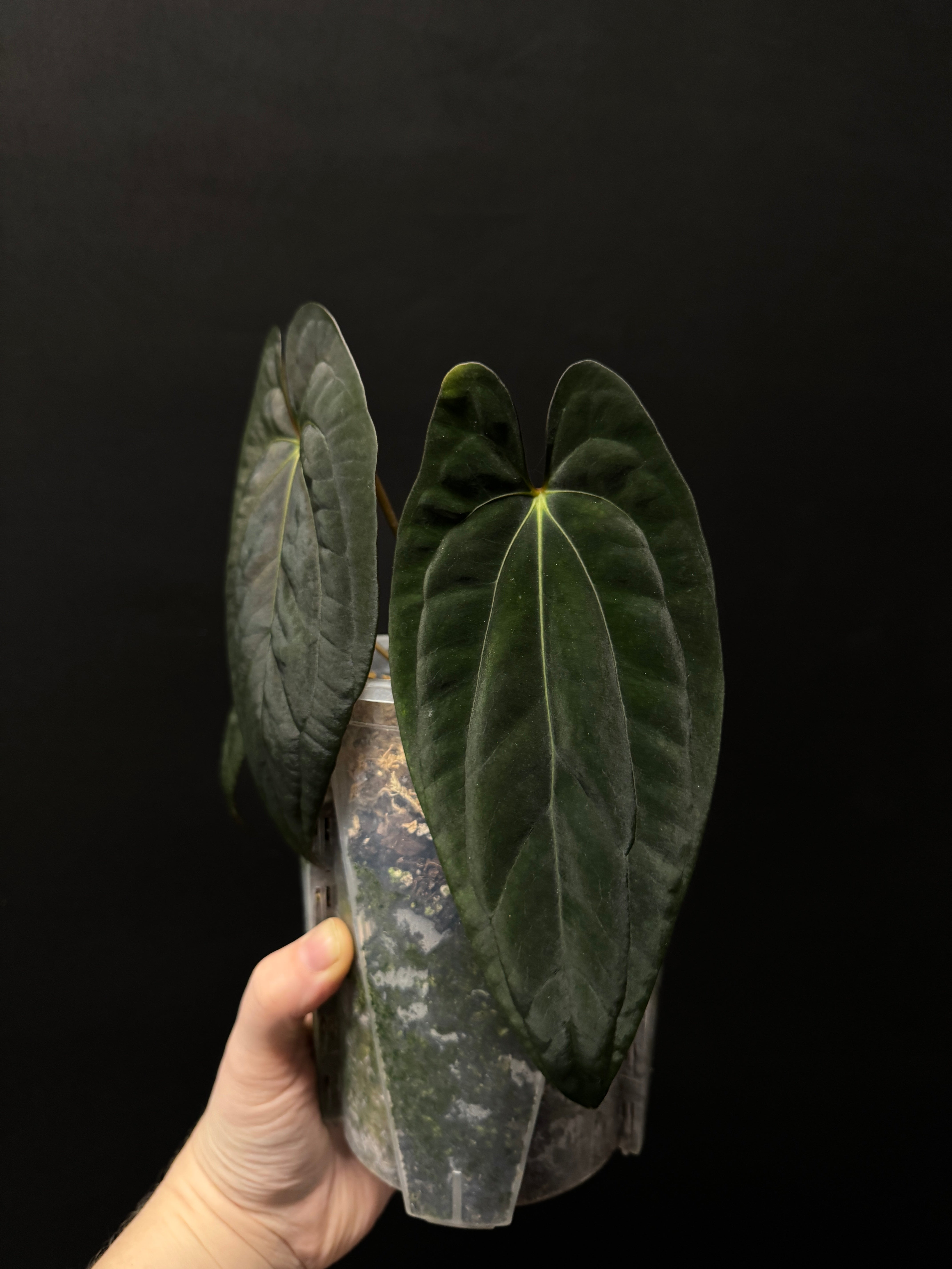 Anthurium BVIT x Dark Phoenix - Cutting