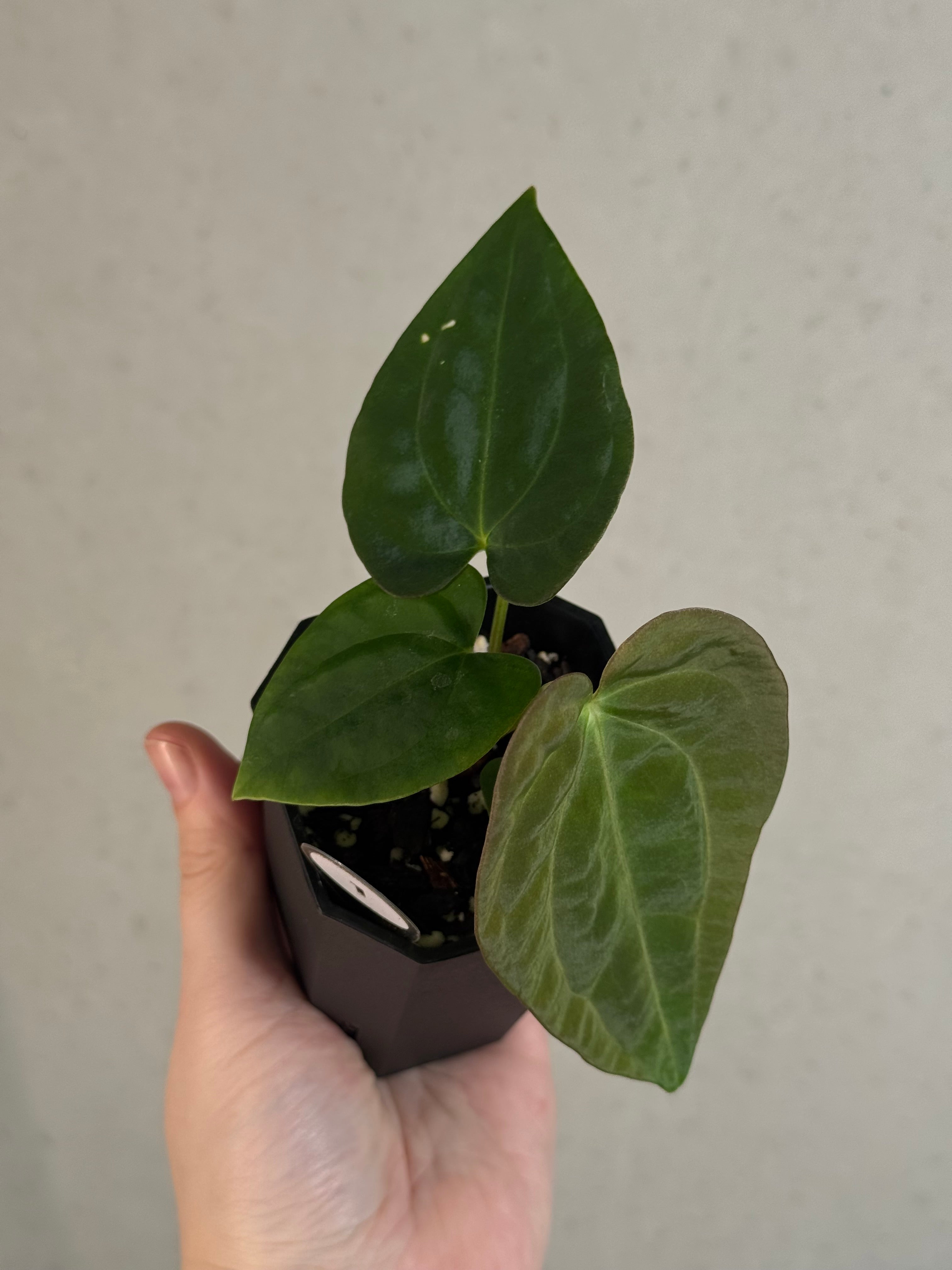 Anthurium Papillilaminum 'Guna Yala' x BVEP (‘Round’ x RA1)
