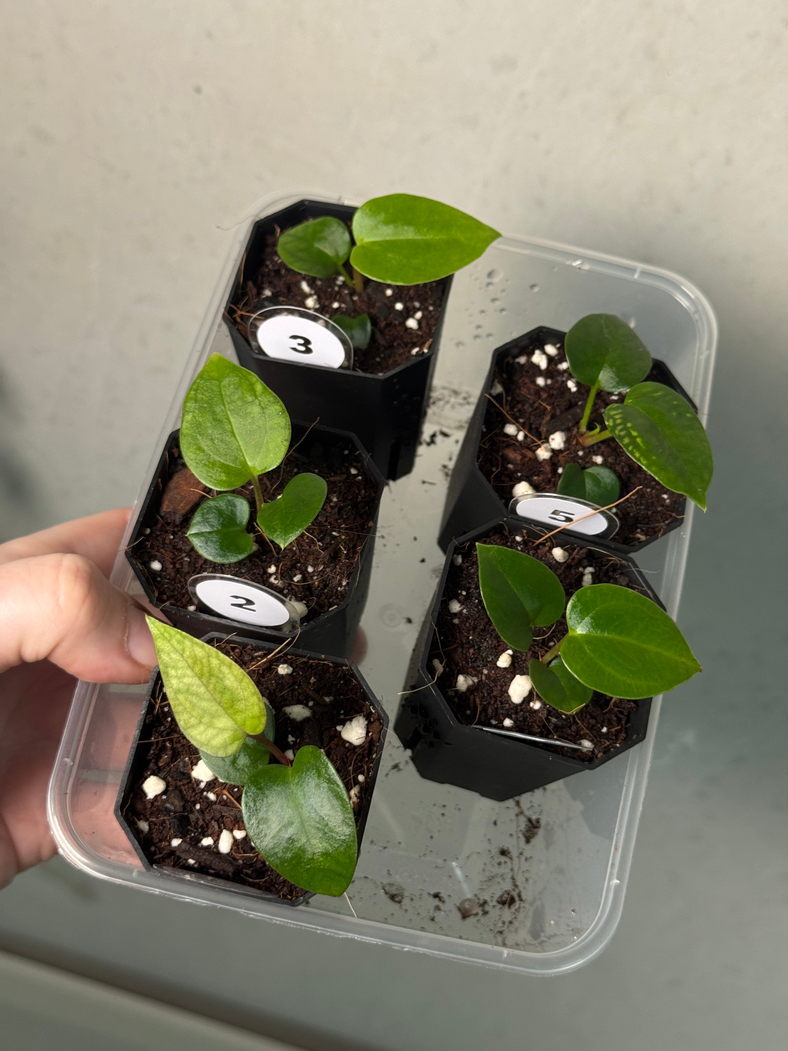 Anthurium (Papillilaminum 'Marie' x 'IL') x (Carlablackiae RD3 x FSxRL ‘Grim Reaper’) - SMUKHI