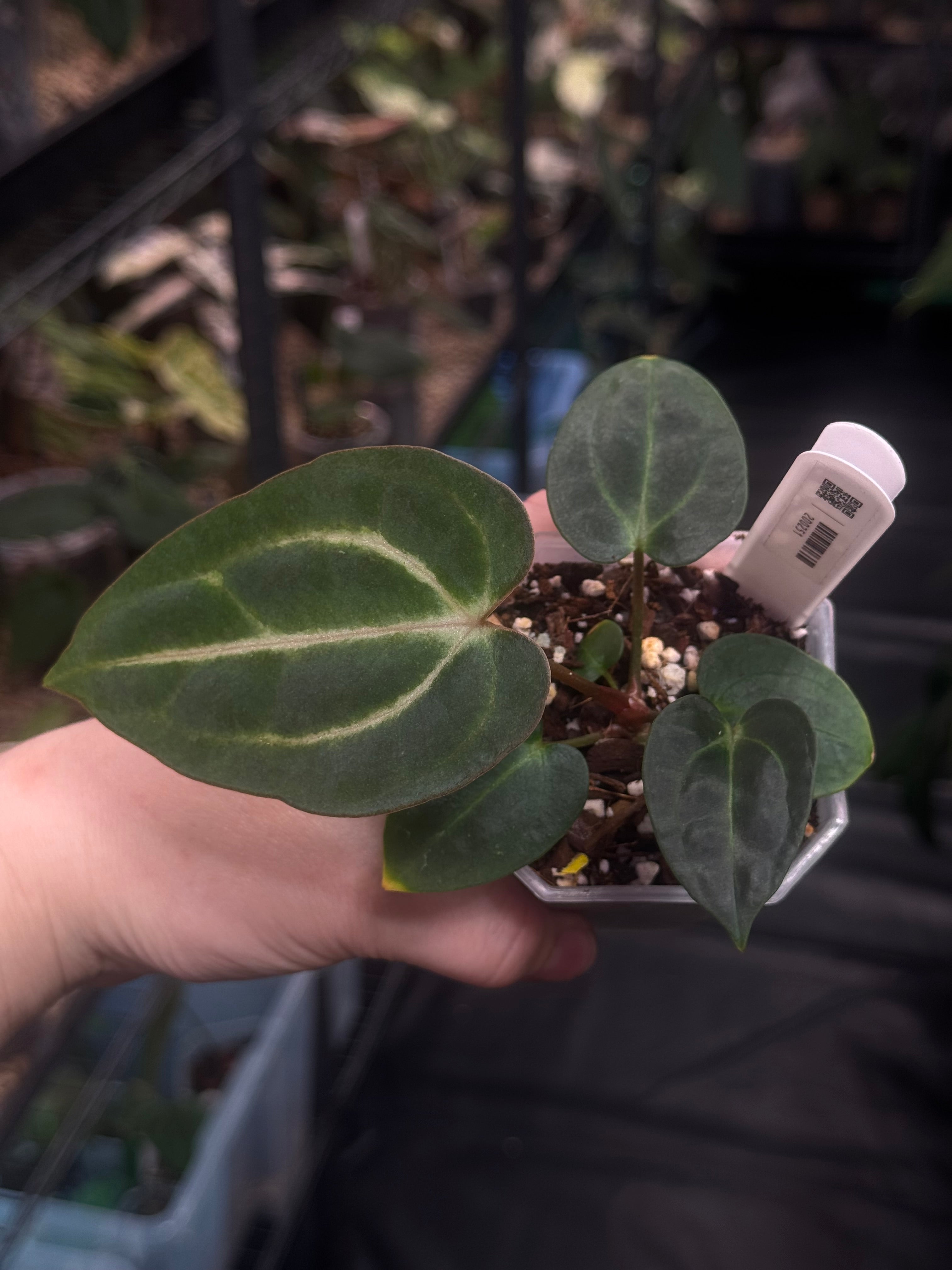 Anthurium Carlablackiae RA10 x BUZ1