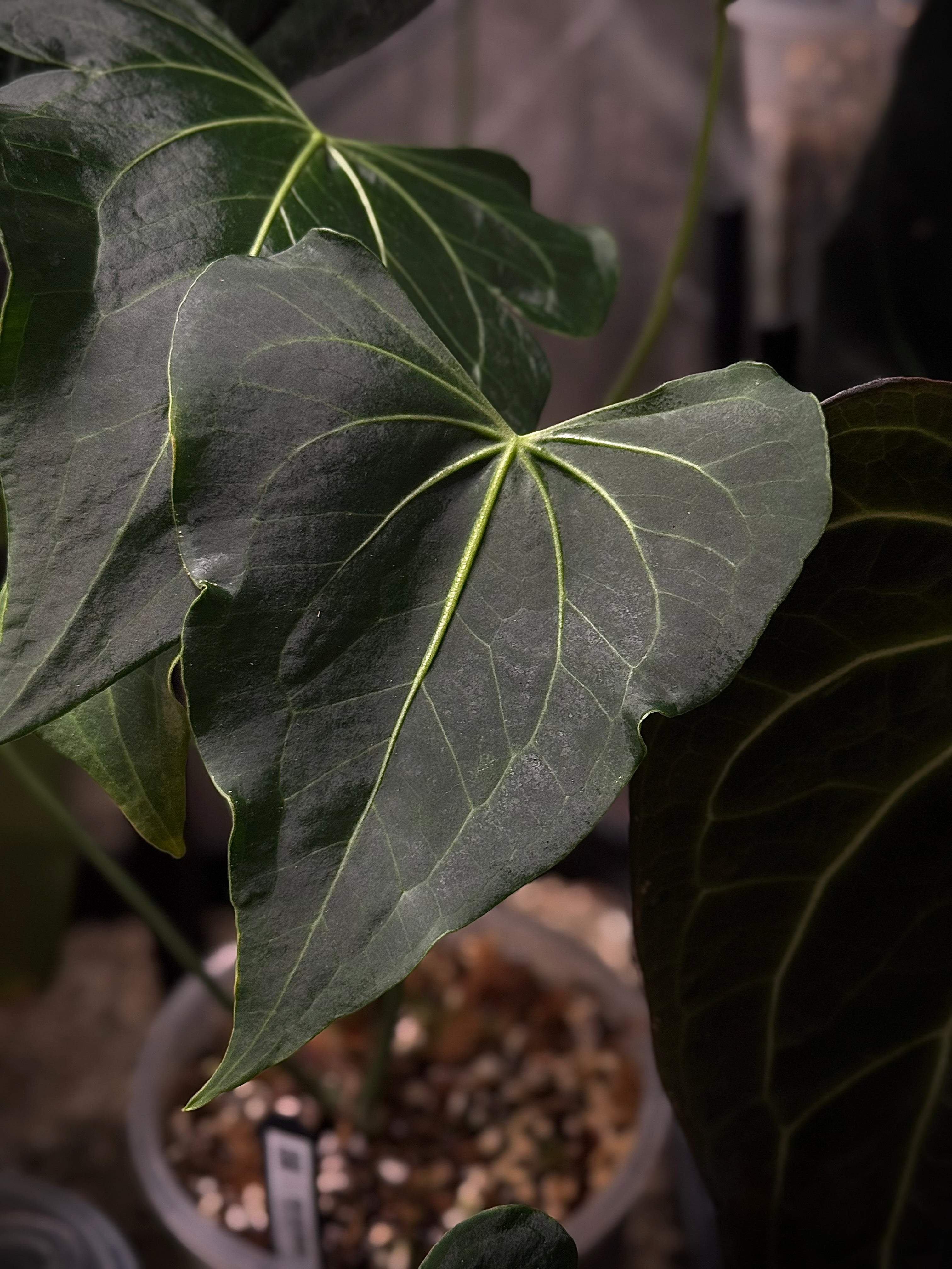 NFS: Anthurium Clarinervium Mutated - SMUKHI