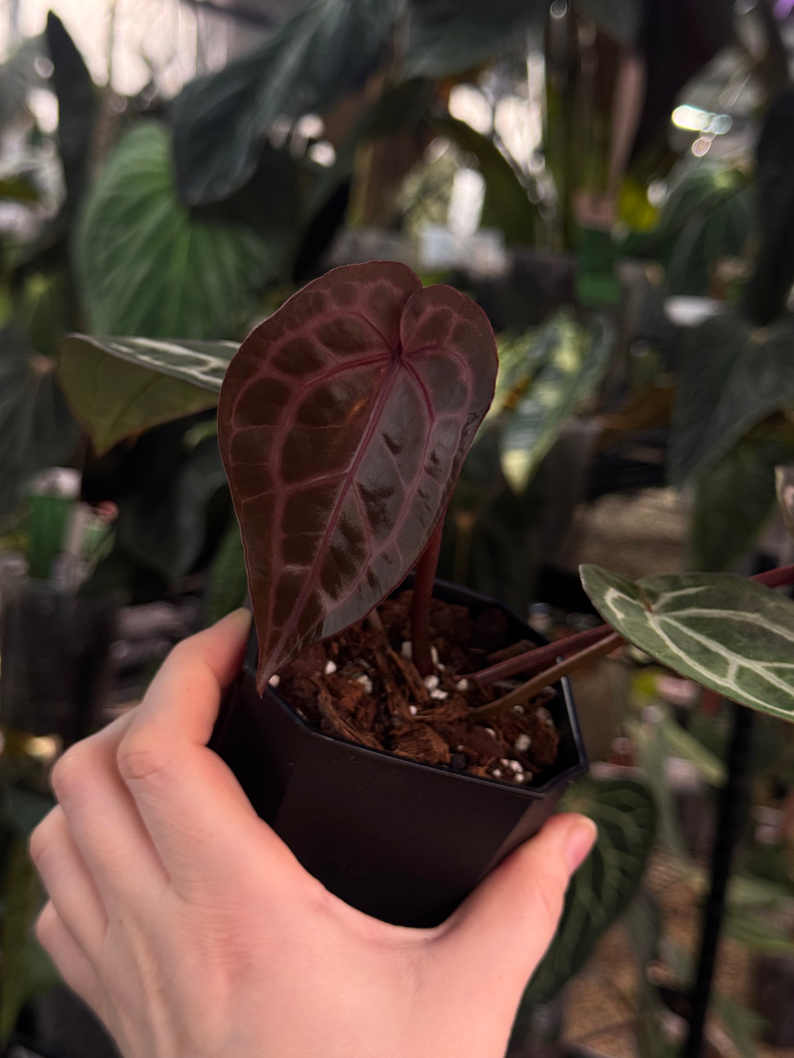 Anthurium Michelle