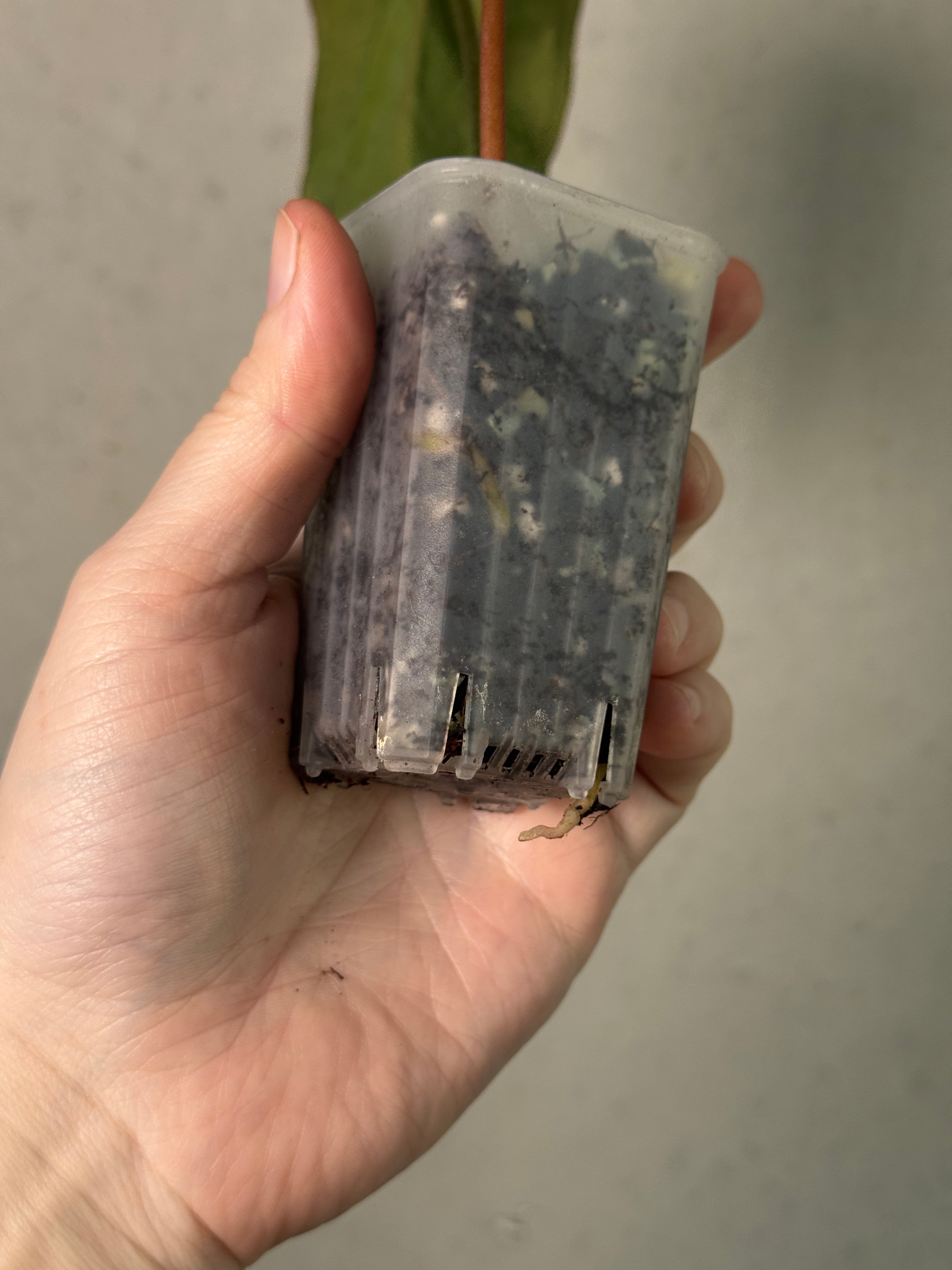 Anthurium Red Crystal Blush '2' x '1' - Clone