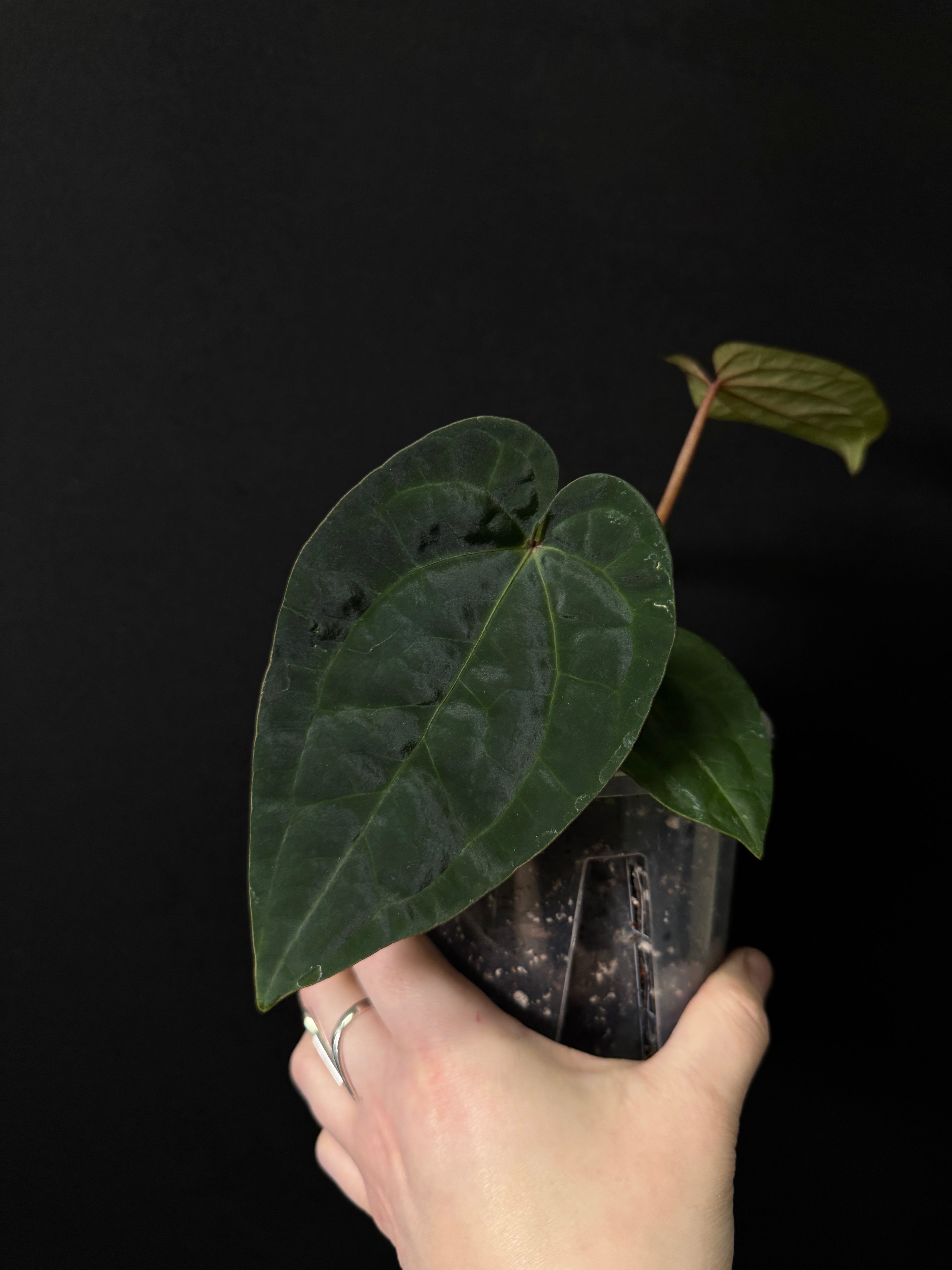 Anthurium (Ace of Spades x BVEP) x Ace of Spades DF