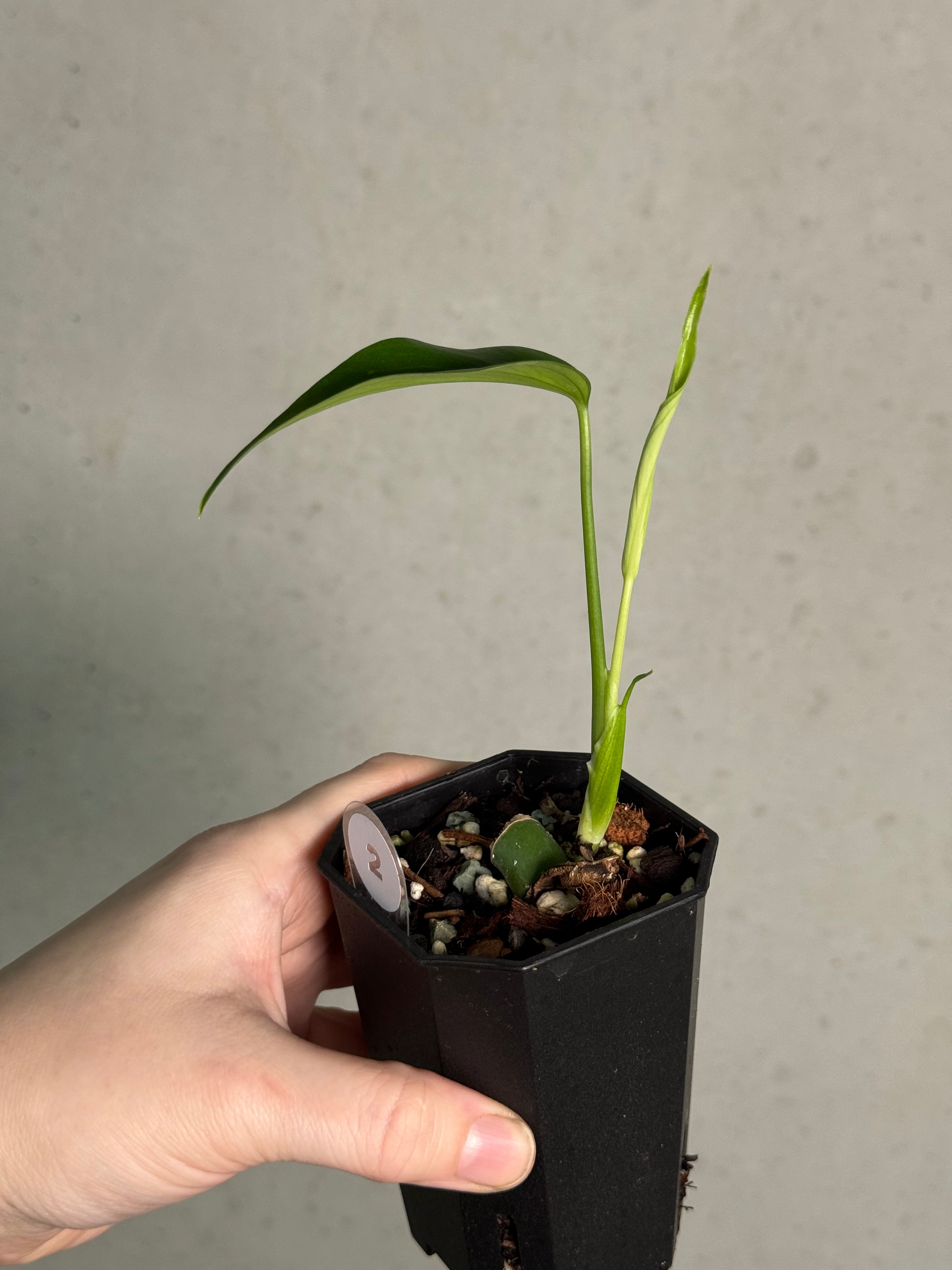 Monstera Burle Marx Flame - Clone - SMUKHI