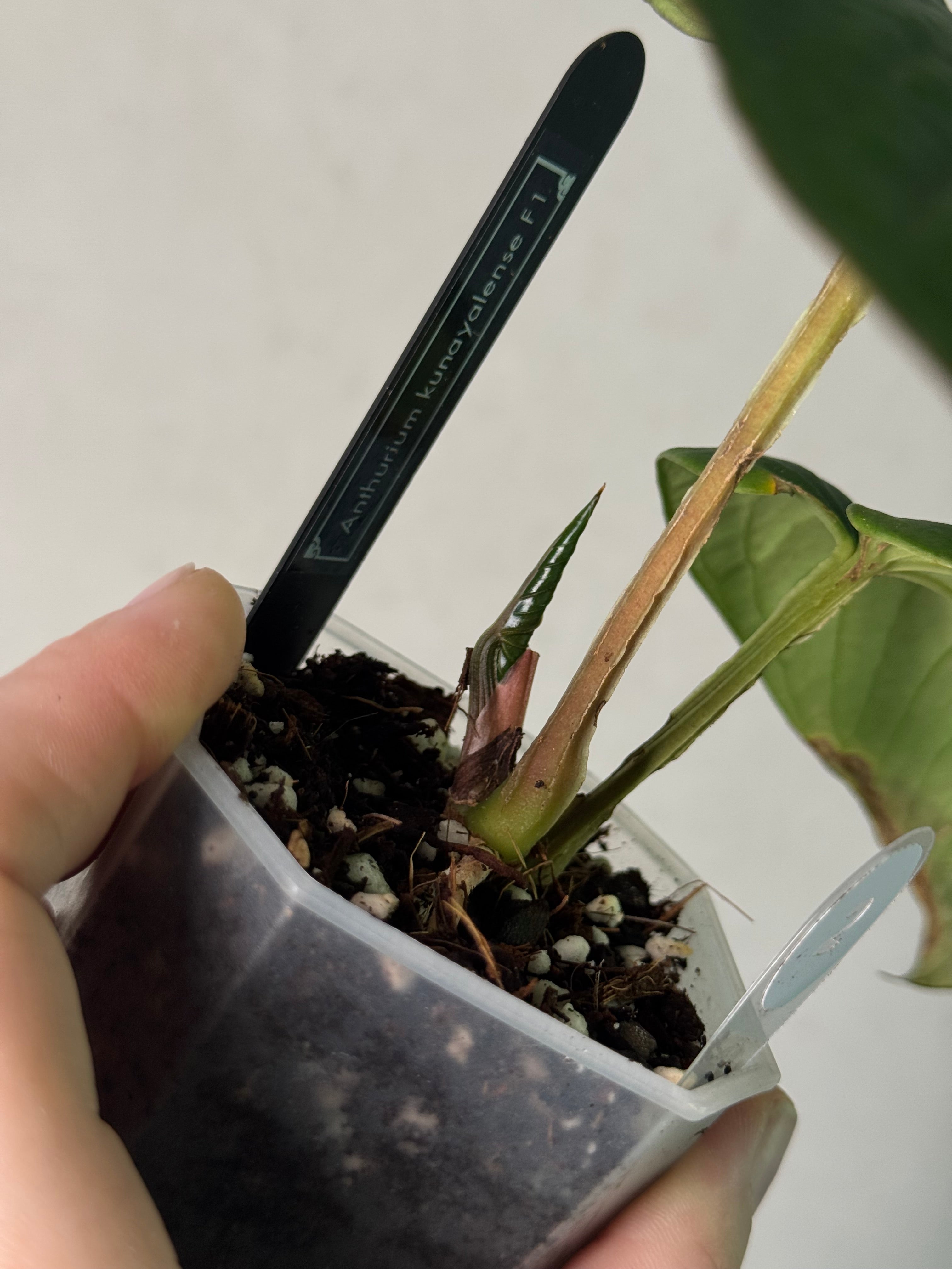 Anthurium Kunayalense F1