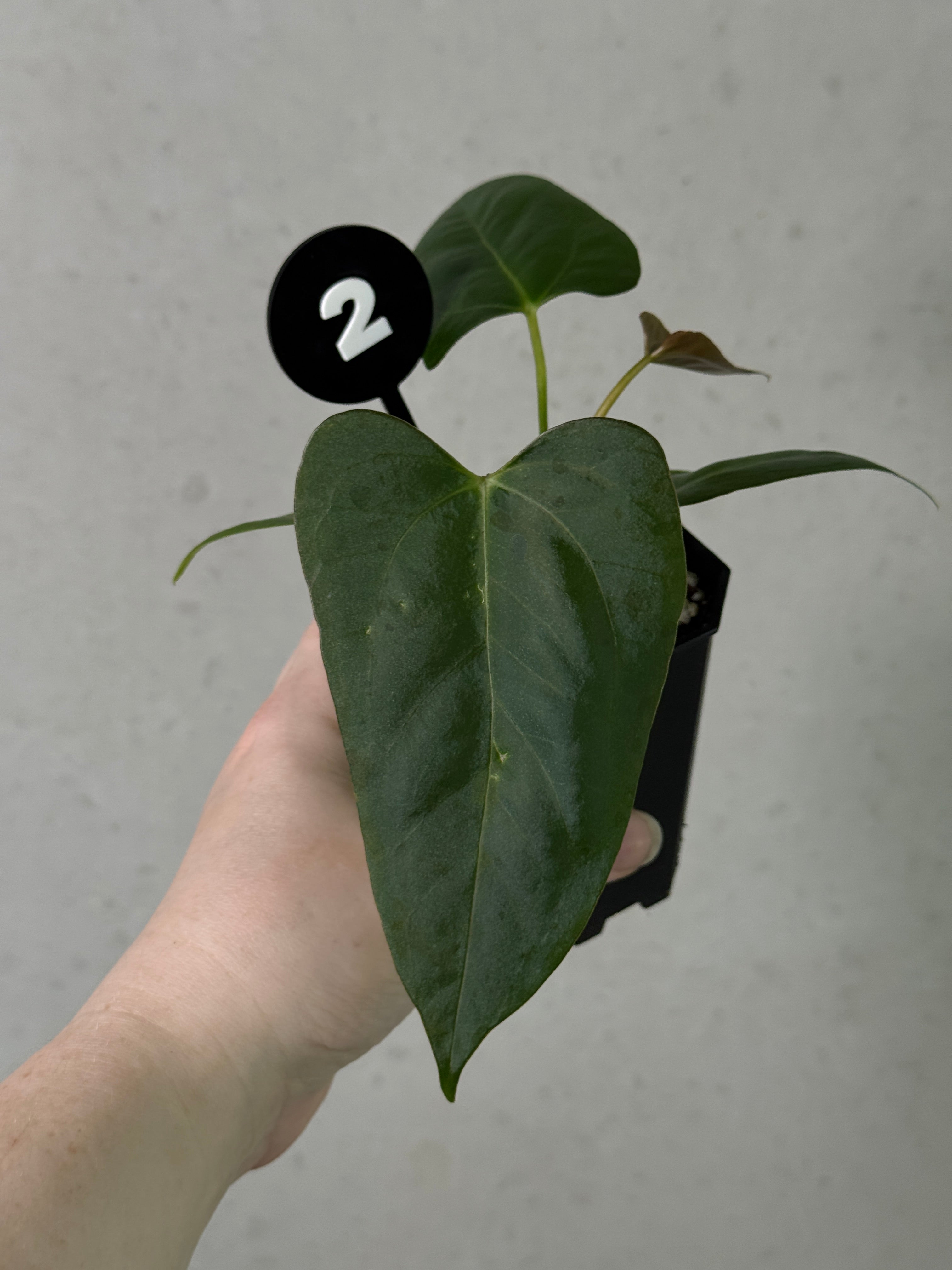 anthurium cobra mature Anthurium ('Cobra' x Fort Sherman) x Indo Portillae or self