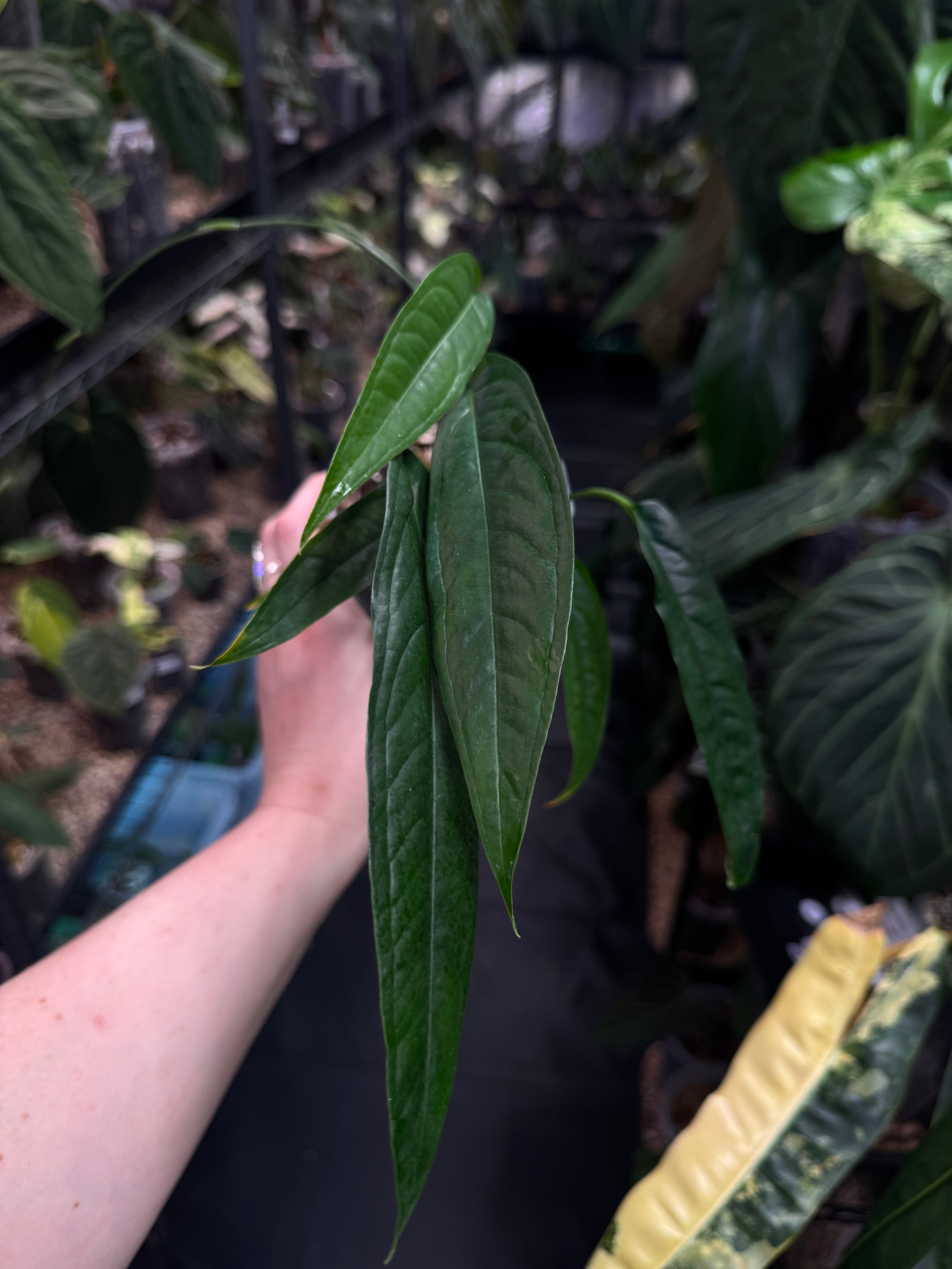 Monstera Obliqua Yasuni