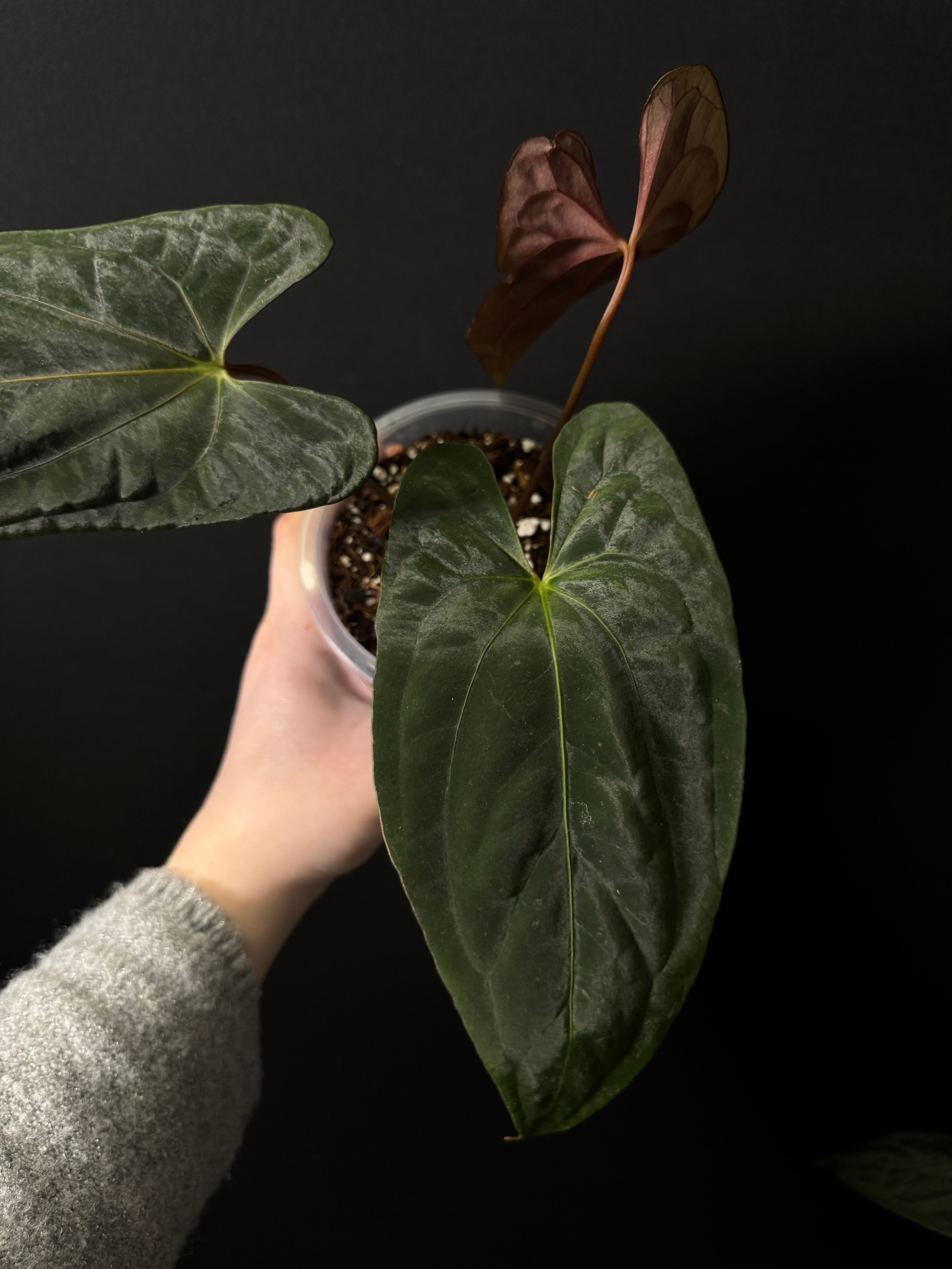 Anthurium Dark Phoenix x Fort Sherman