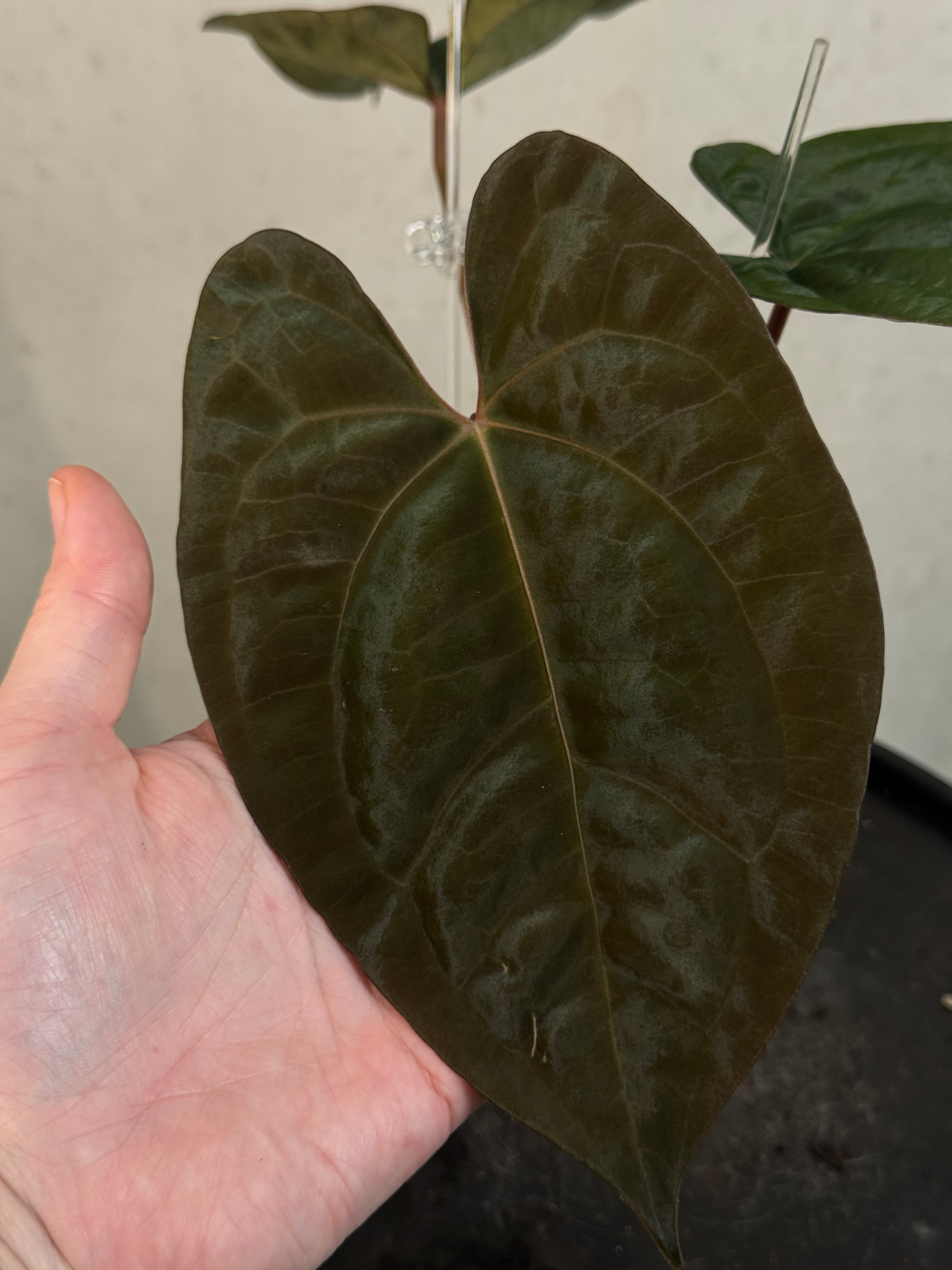 Anthurium Goliath x Dark Phoenix - Clone - Pre-order