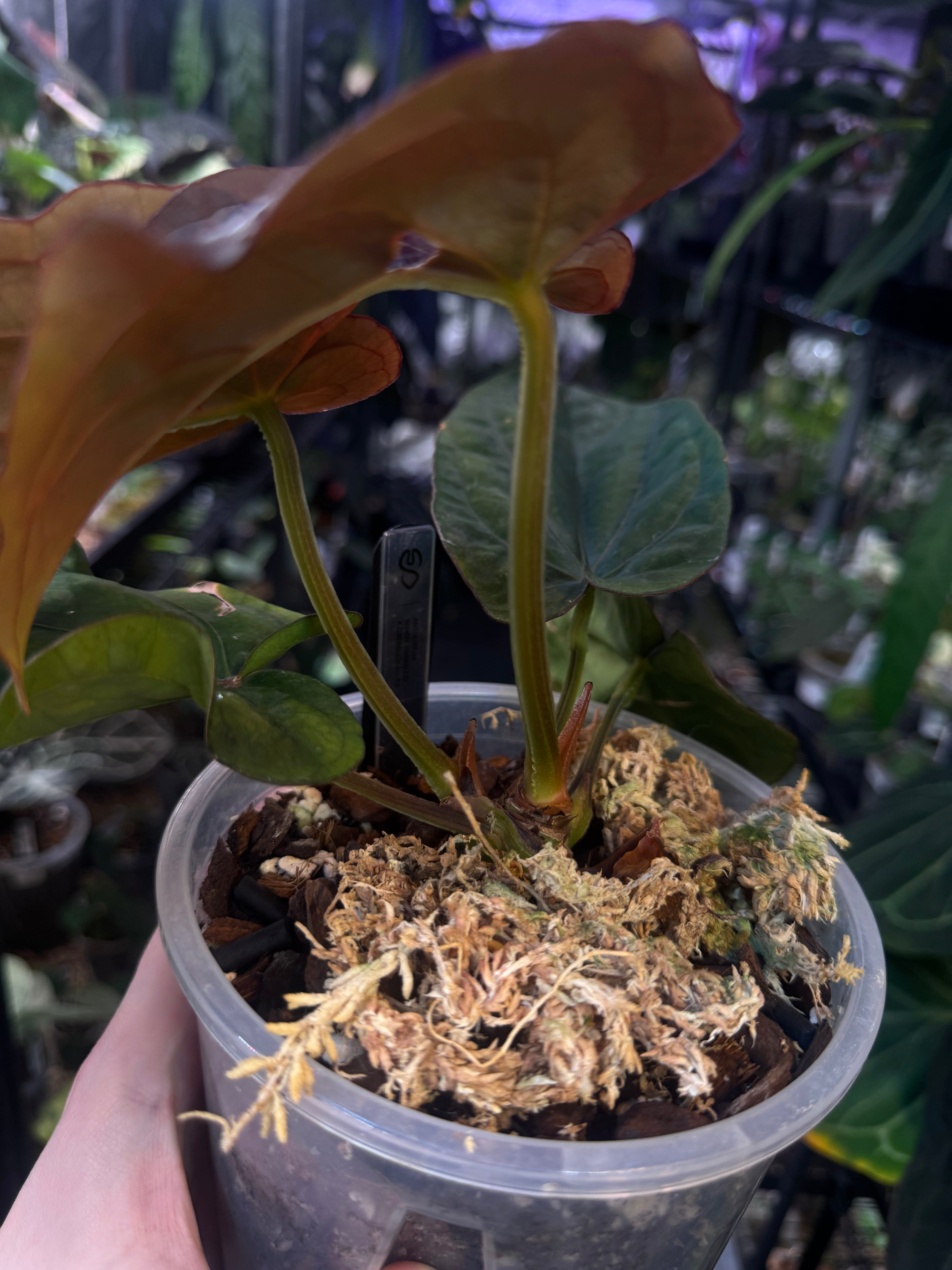 NFS: Anthurium Dressleri ‘Windy’ x RG F2