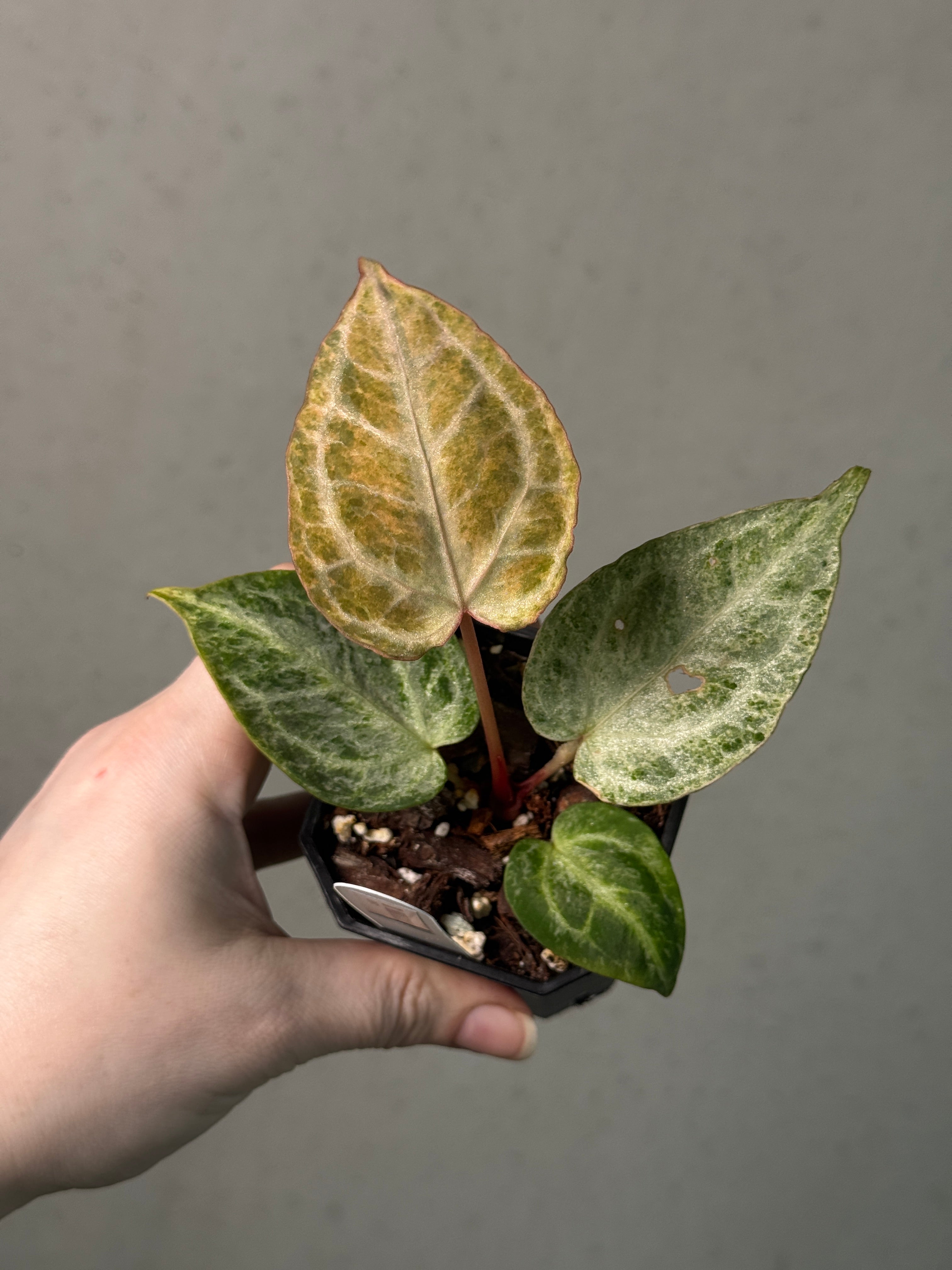 Anthurium 'Silver Blush' Mint Variegata