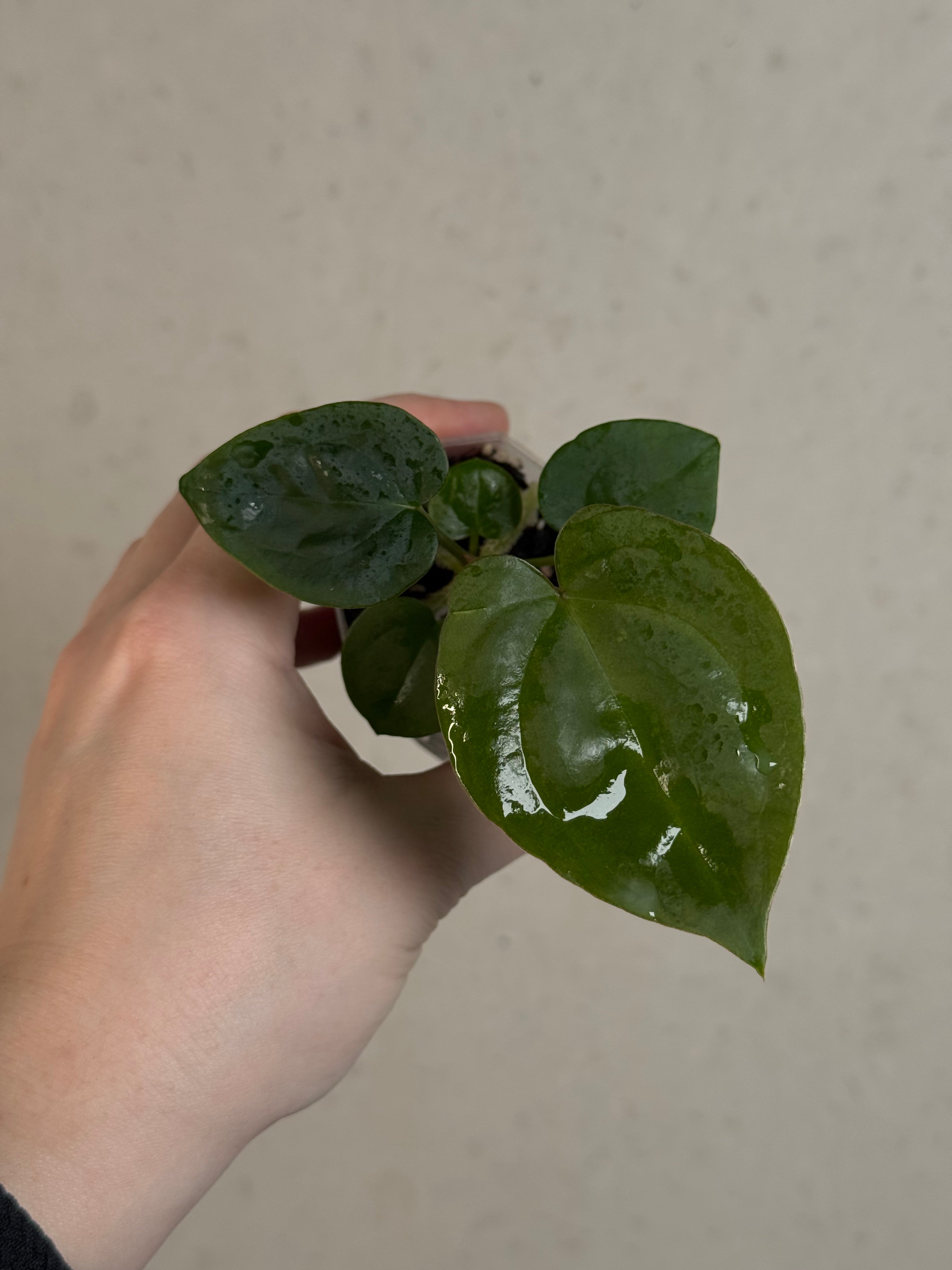 Anthurium (Goliath x Dark Phoenix) x Michelle
