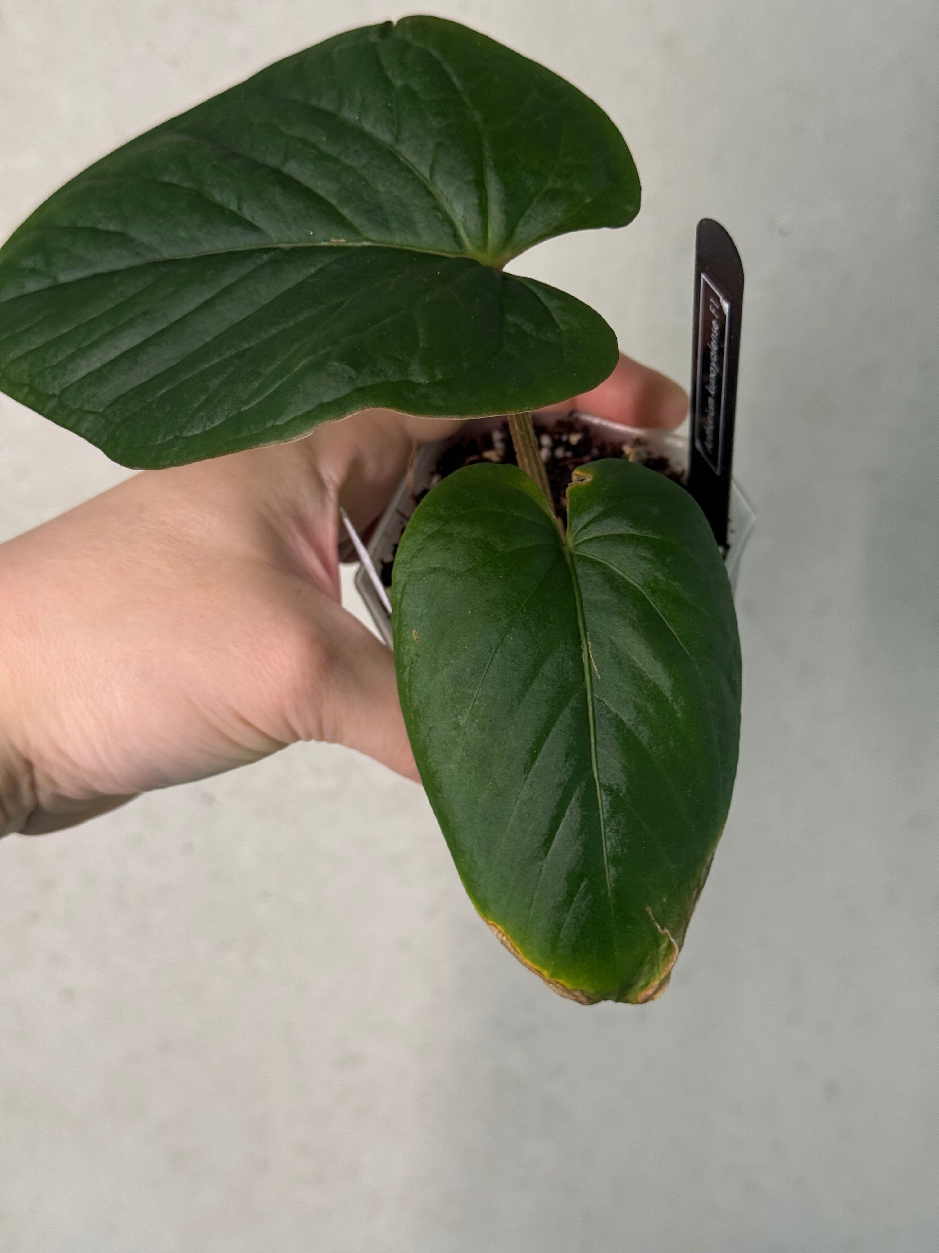 Anthurium Kunayalense F1