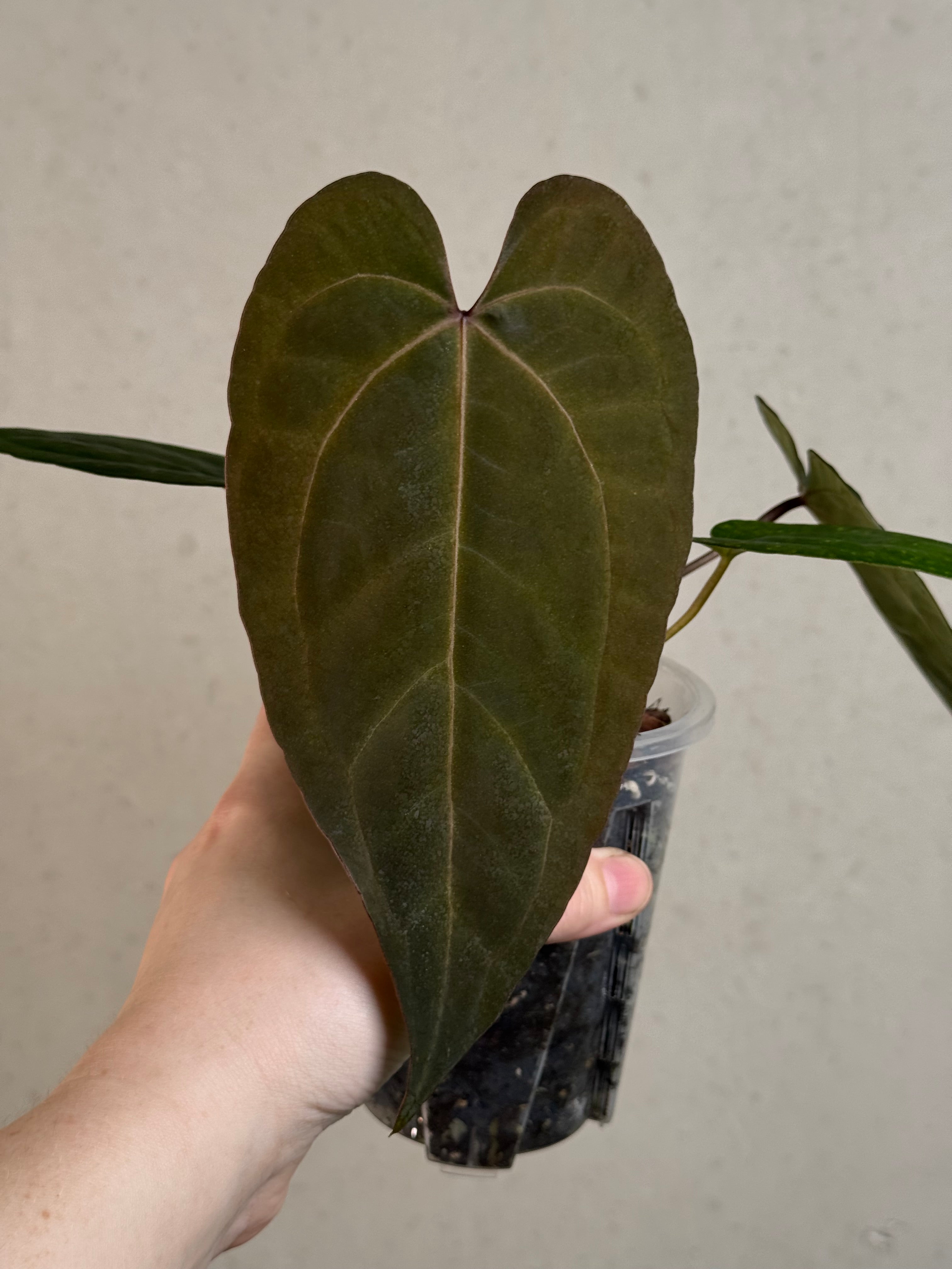 Anthurium Ace of Spades Dark Form x Portillae ‘Dorito’