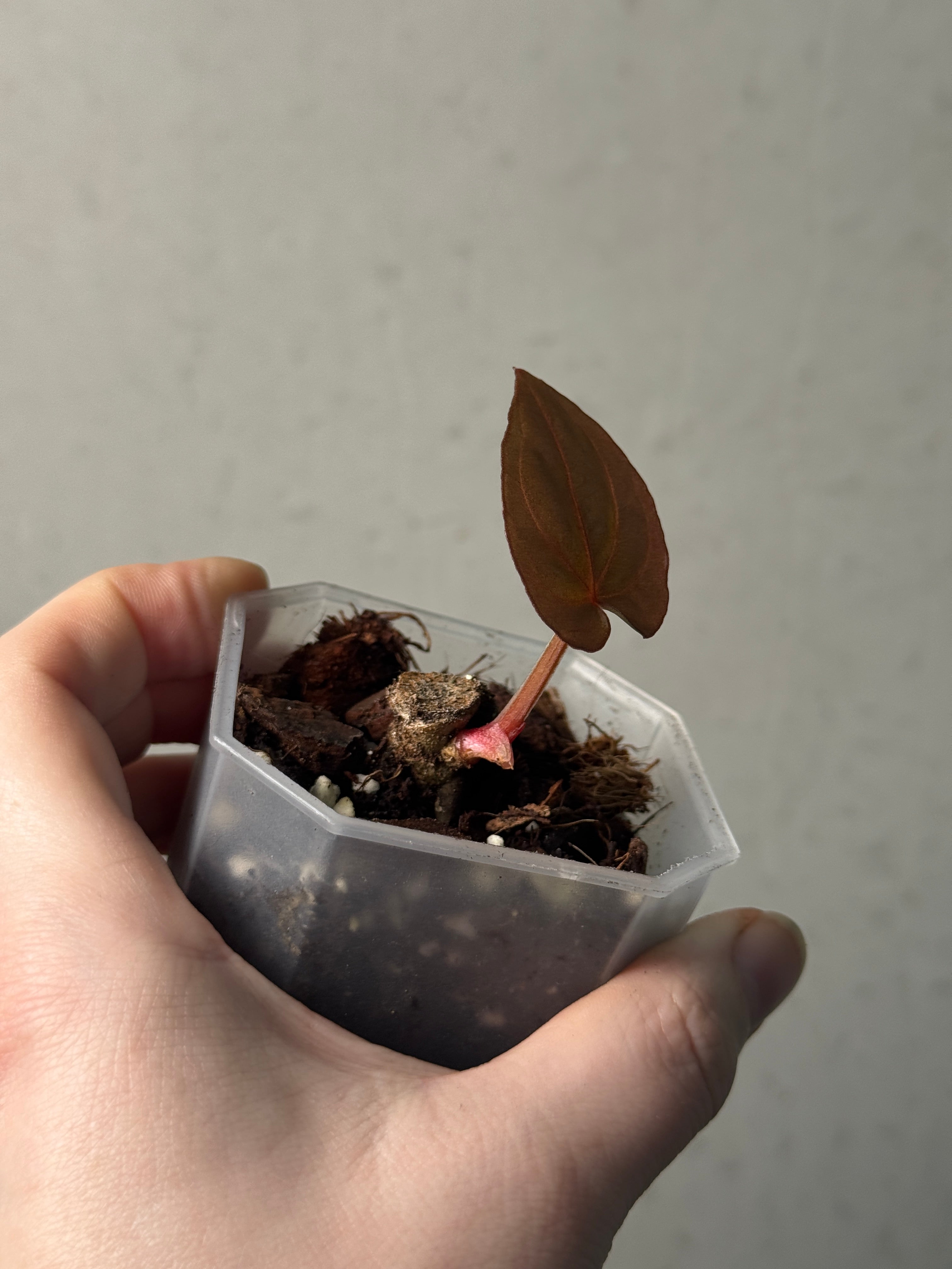 Anthurium Dressleri ‘Windy’ x RG F2 - Clone - SMUKHI