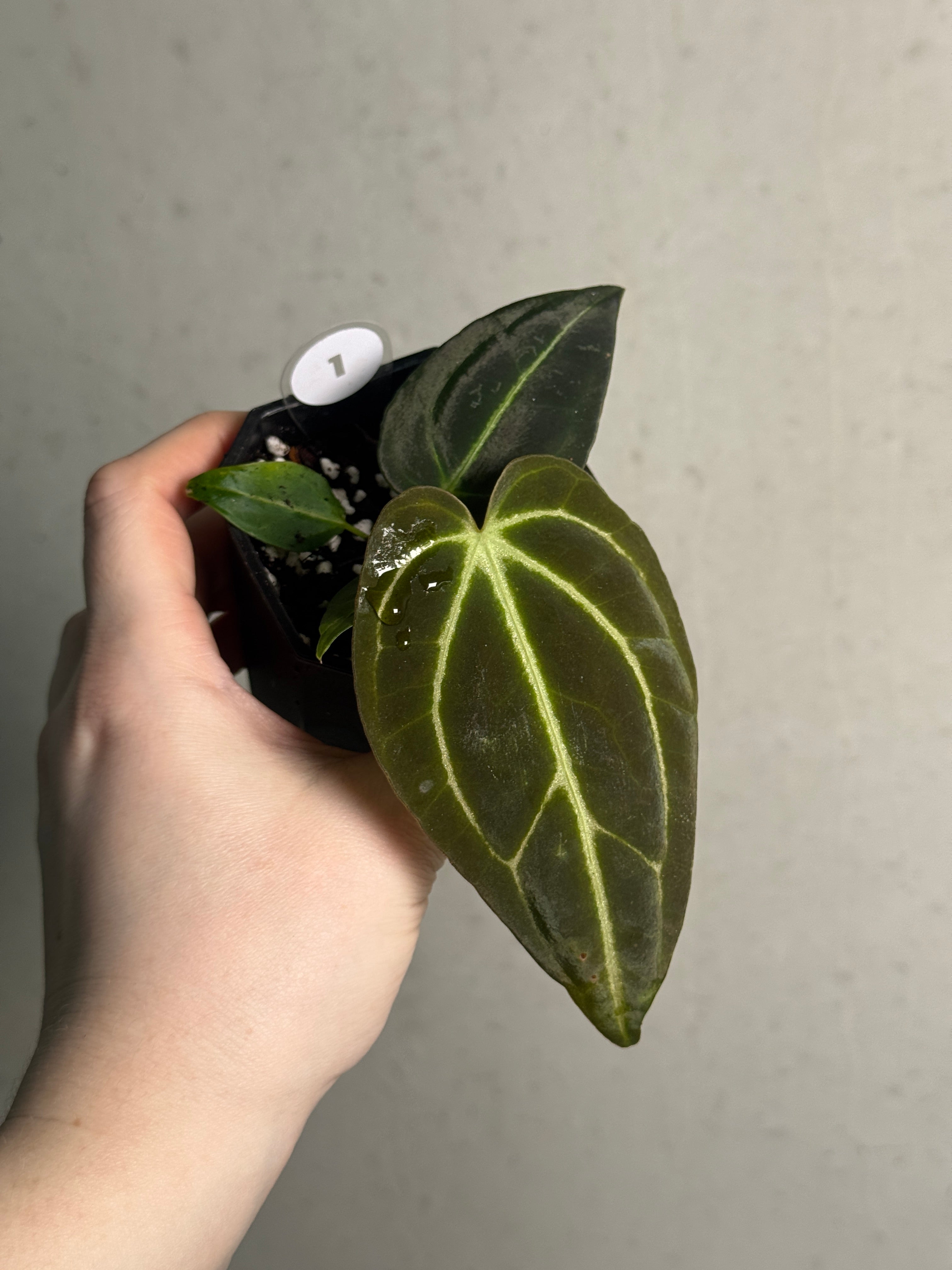 Anthurium Regale - SMUKHI