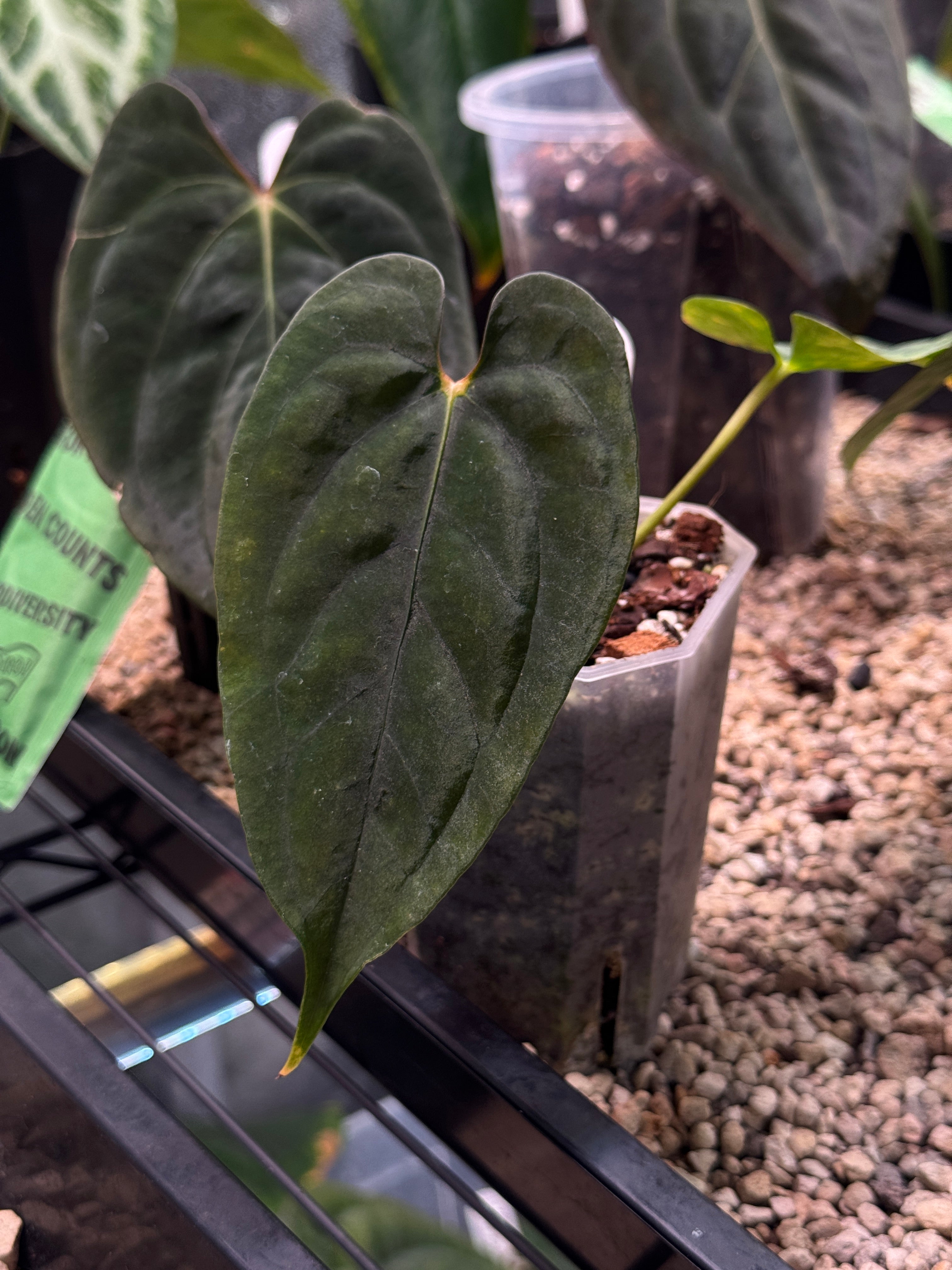 Anthurium RLxFS (JV)- Sad Plant