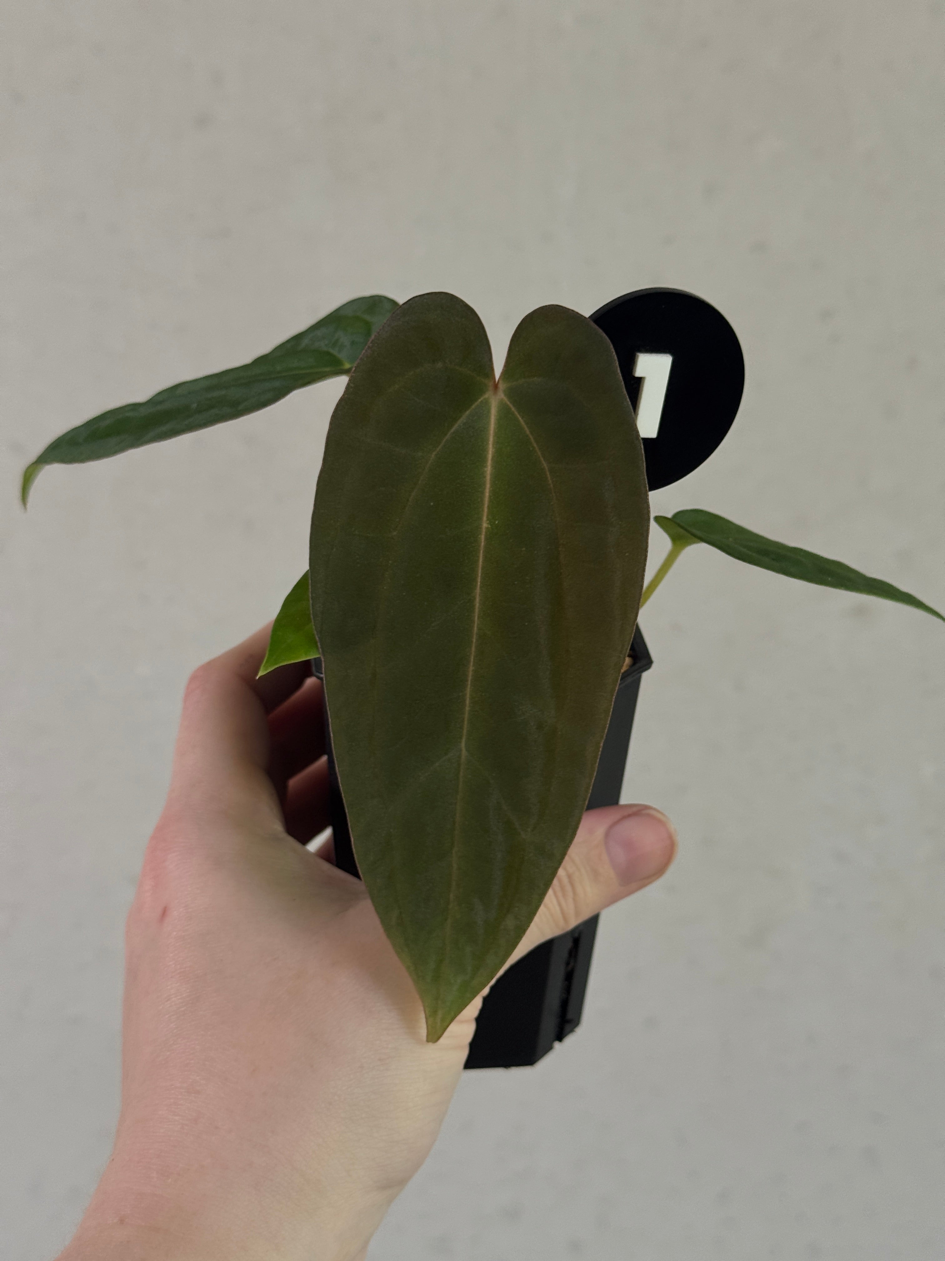 Anthurium Papillilaminum Ree Gardens x BVEP (‘Round’ x RA1)