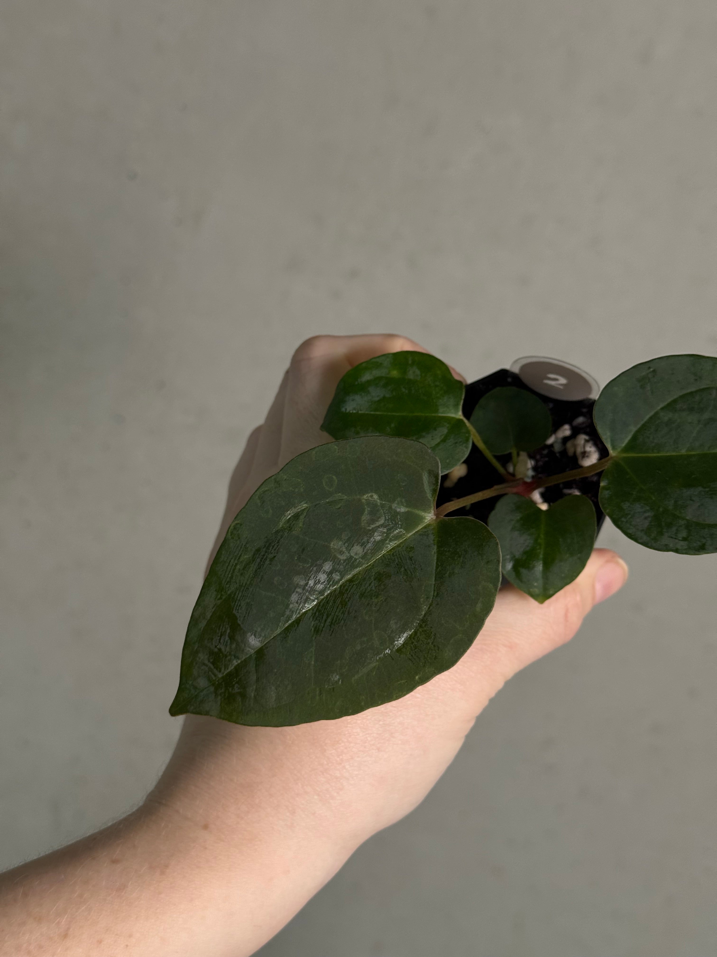 Anthurium (Goliath x Dark Phoenix) x Michelle - SMUKHI